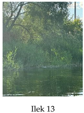 Preprints 175127 i013