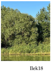 Preprints 175127 i018