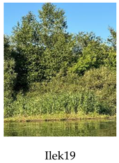 Preprints 175127 i019