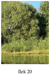 Preprints 175127 i020