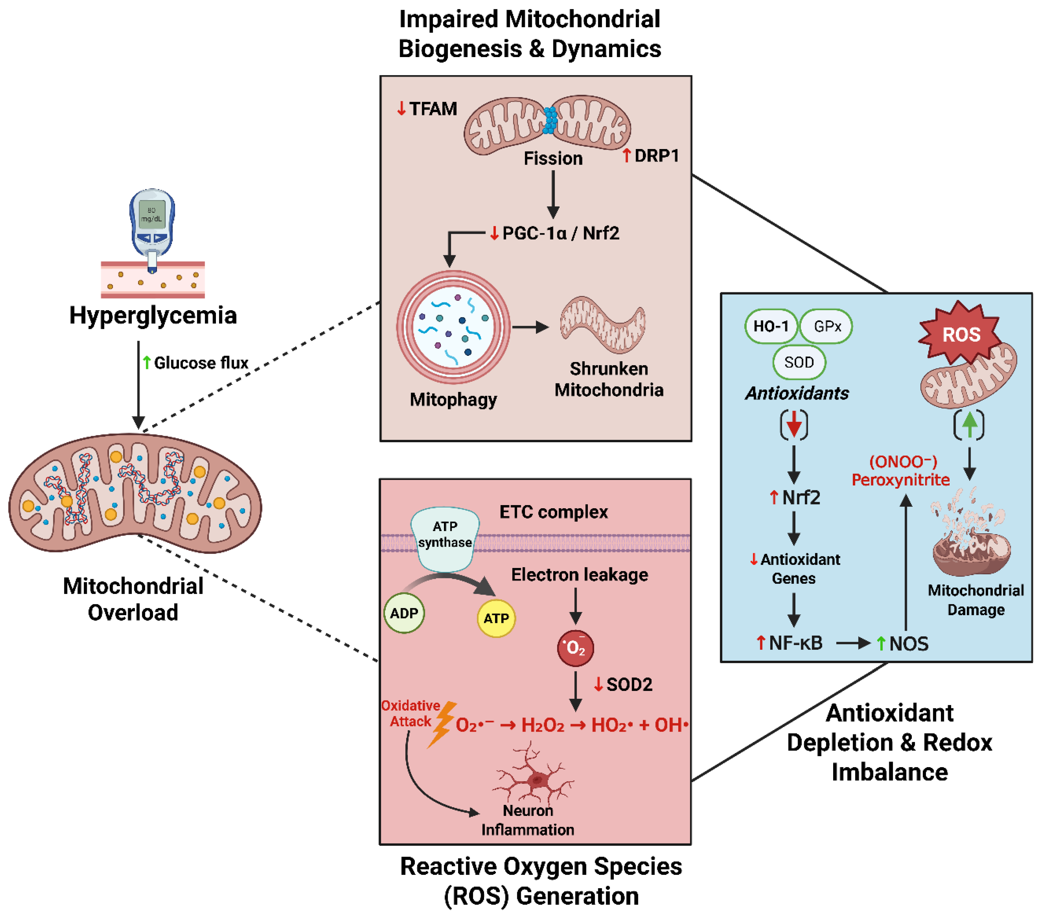Preprints 172680 g002