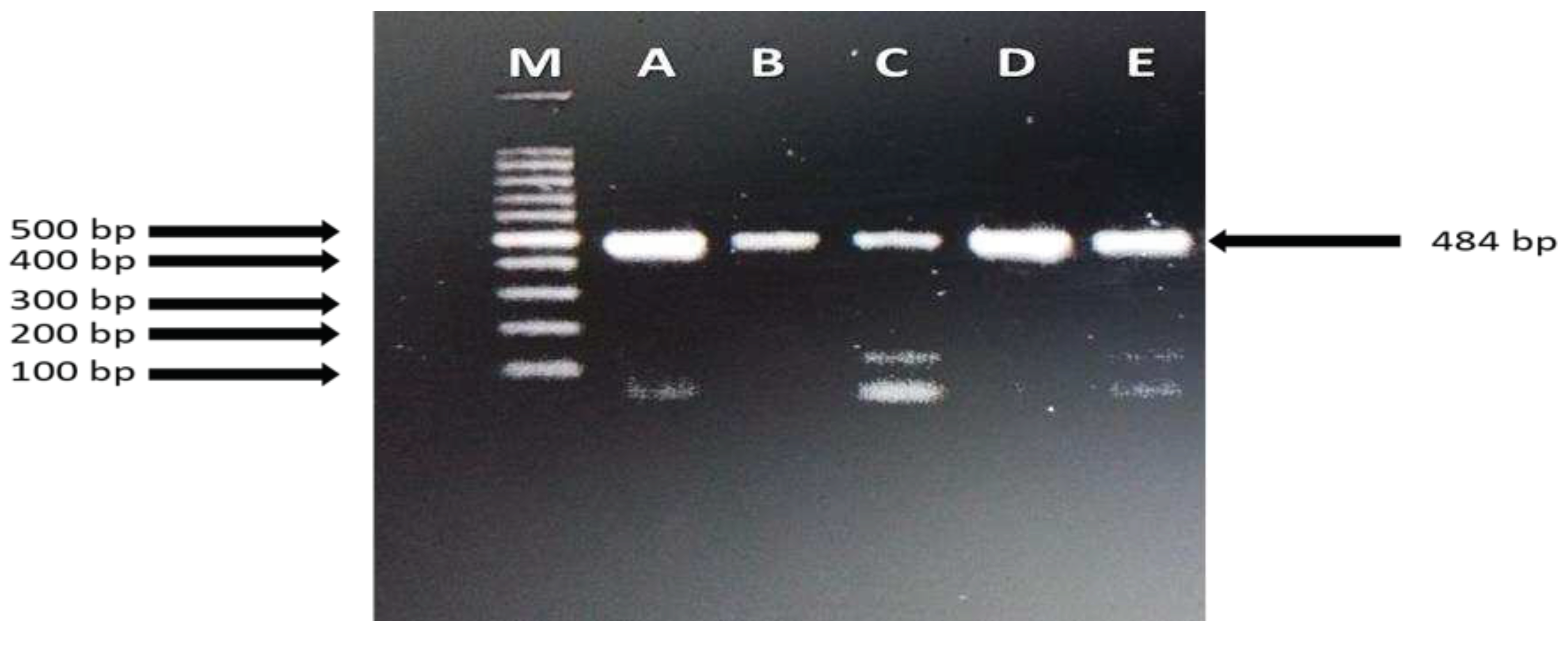 Preprints 85289 g002