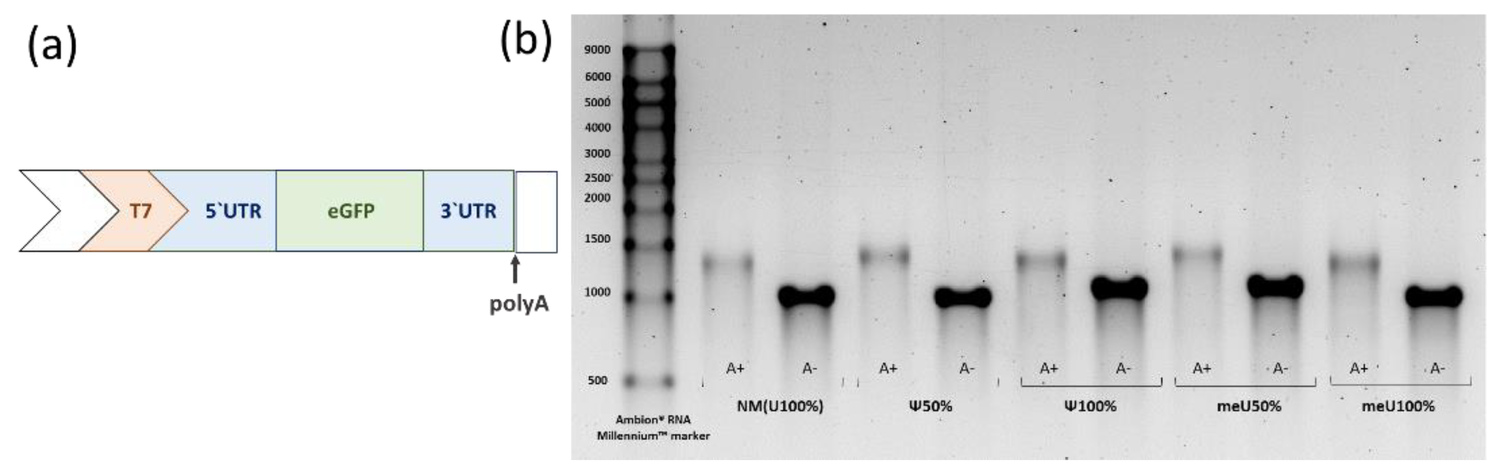 Preprints 189478 g002