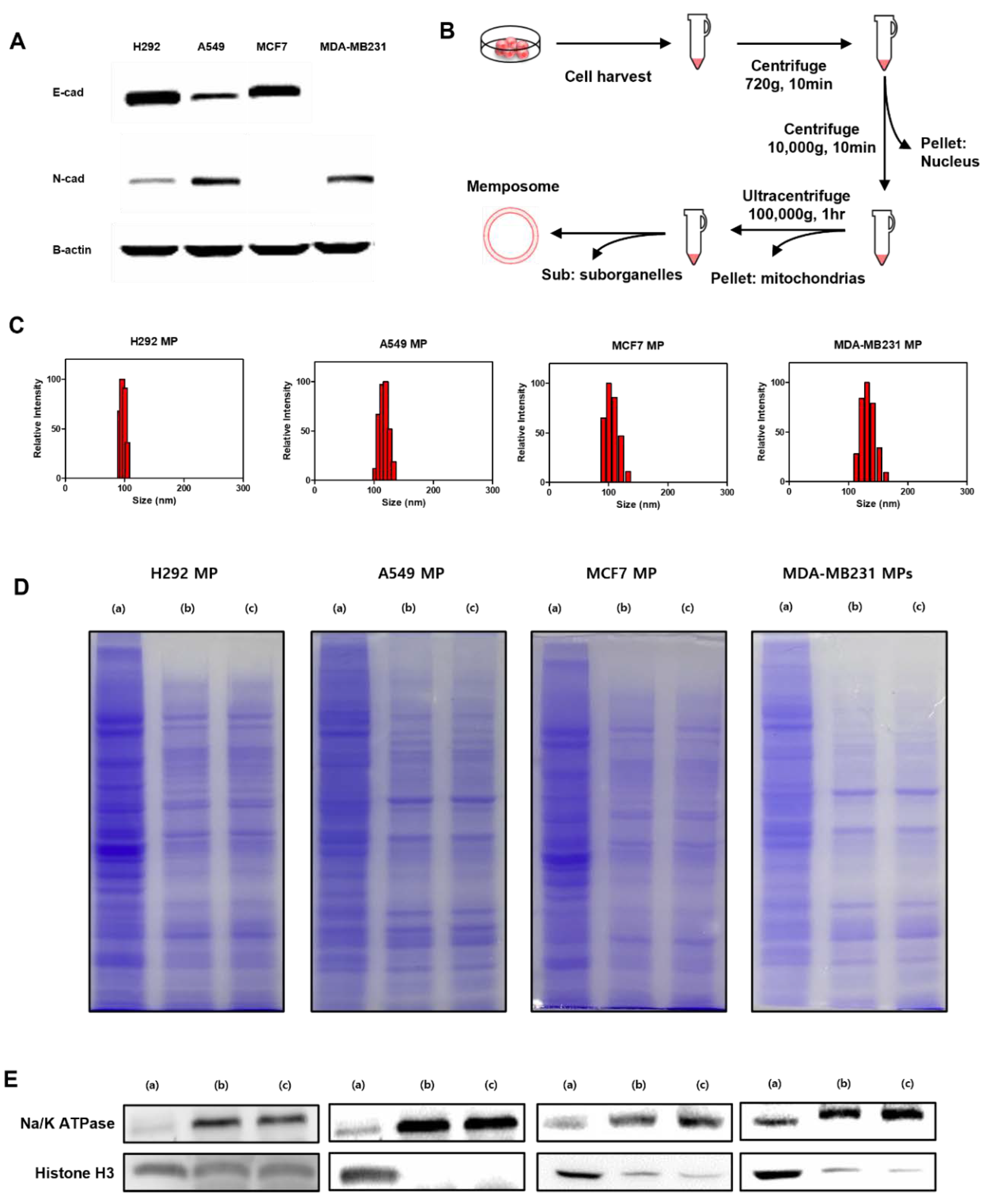Preprints 113493 g001