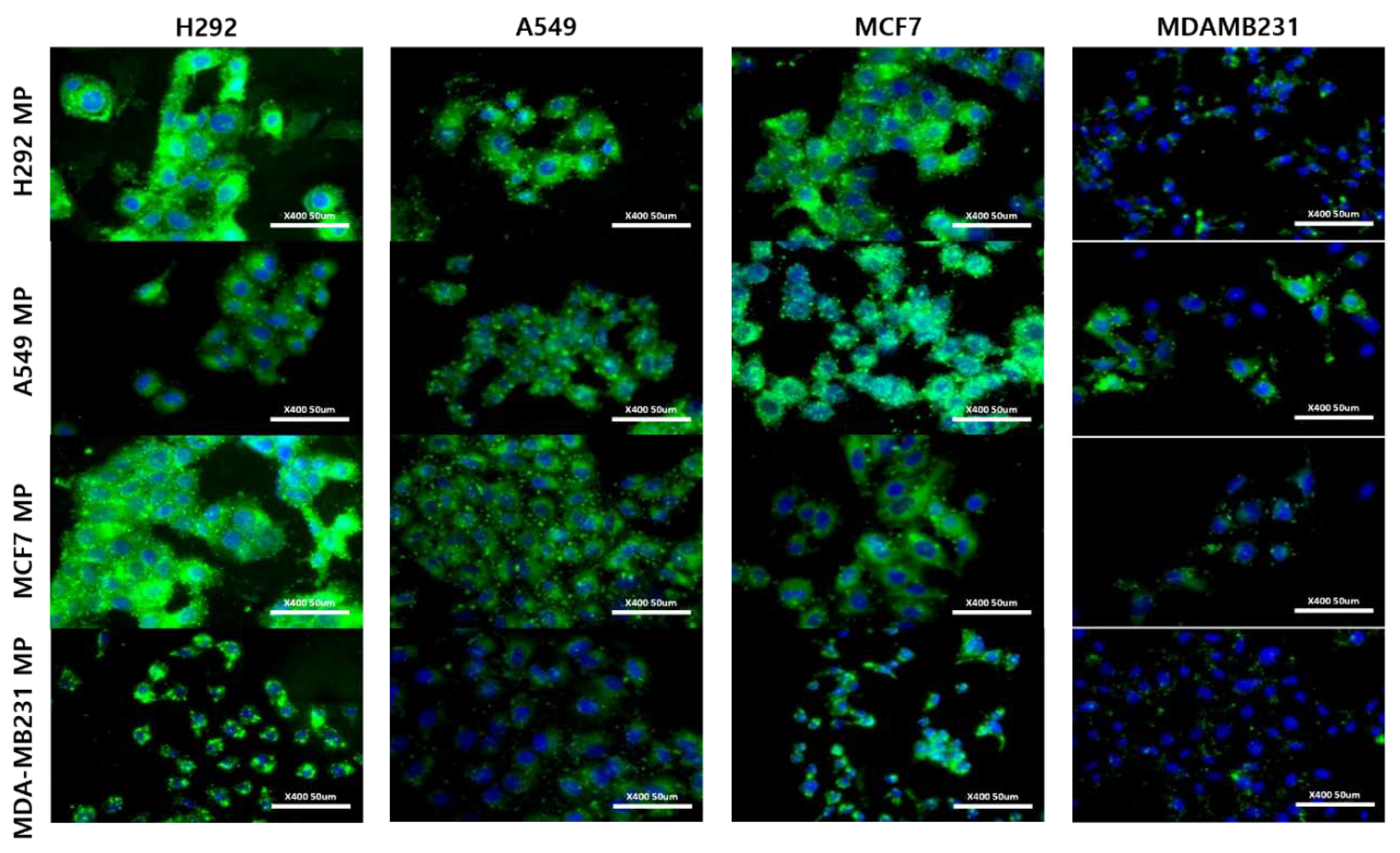 Preprints 113493 g005