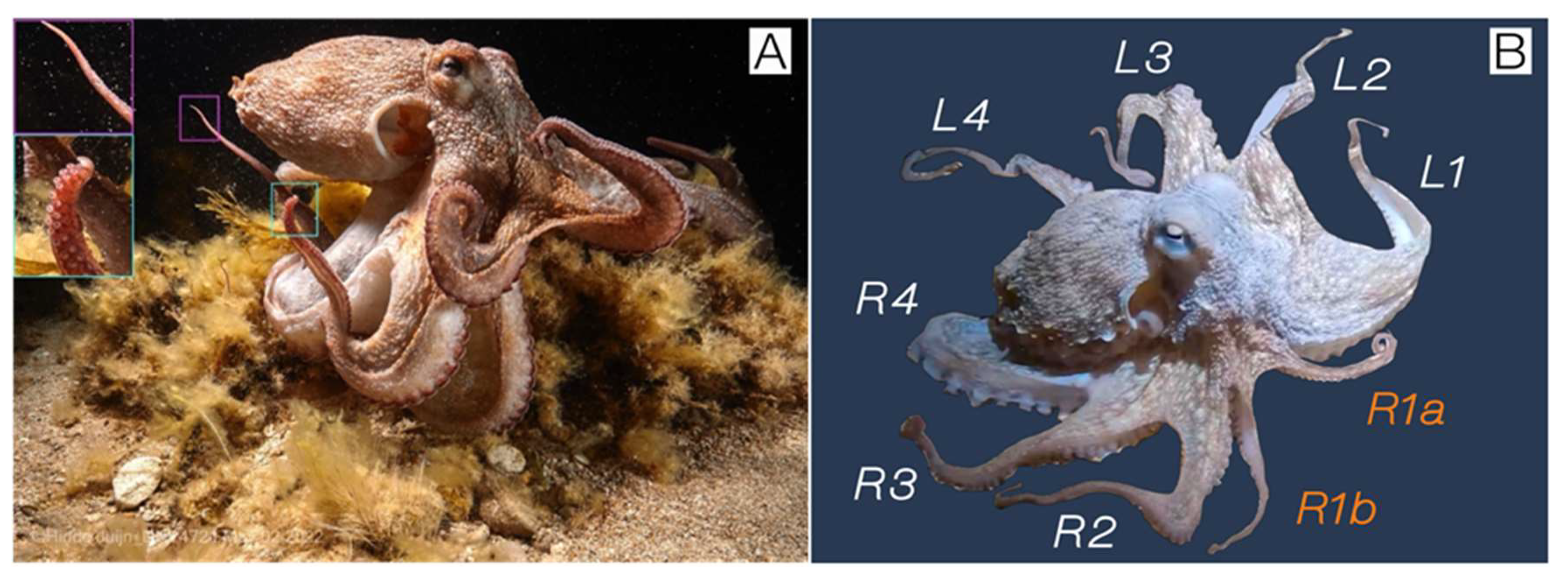 Preprints 150442 g001