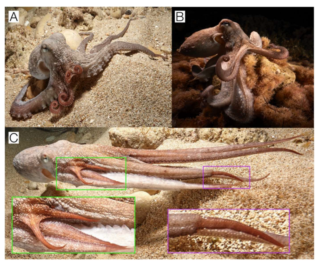 Preprints 150442 g004