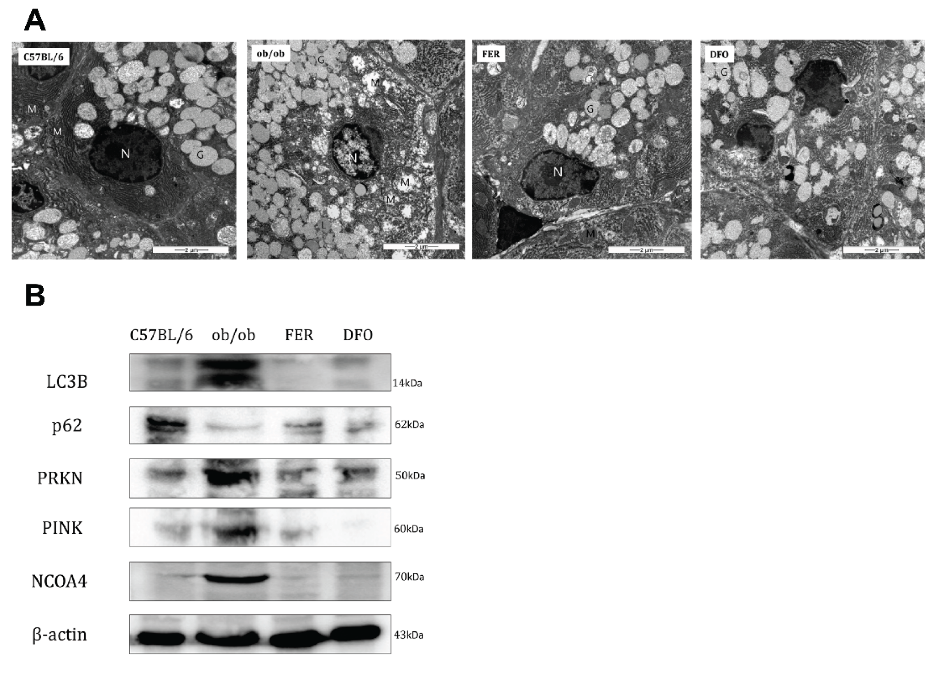 Preprints 189097 g006
