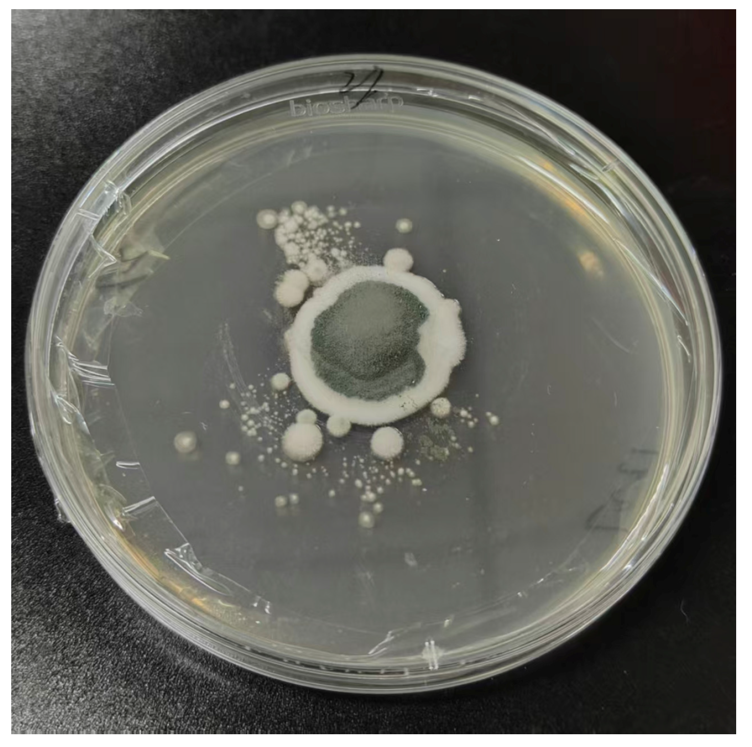 Preprints 207624 g001