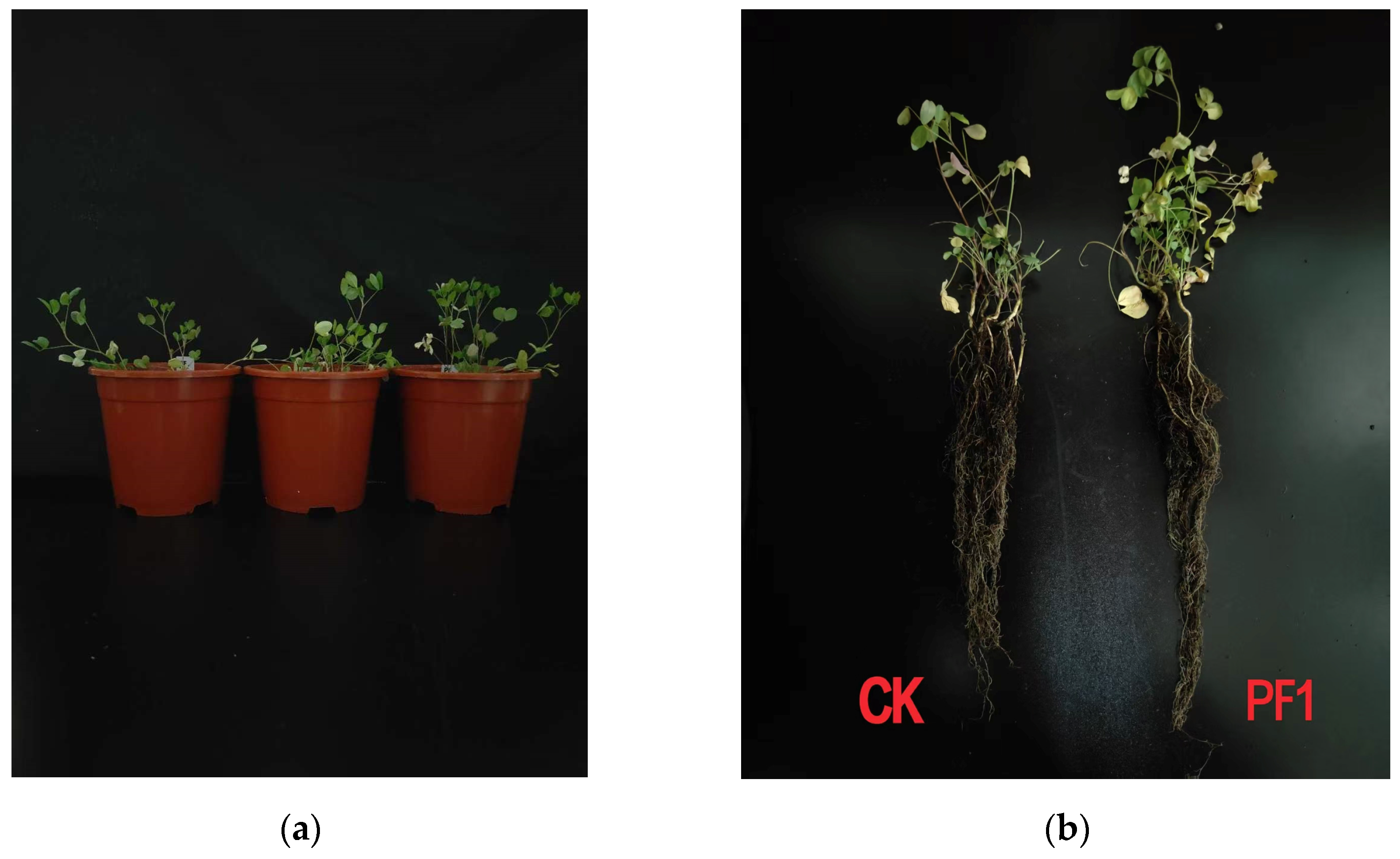 Preprints 207624 g006