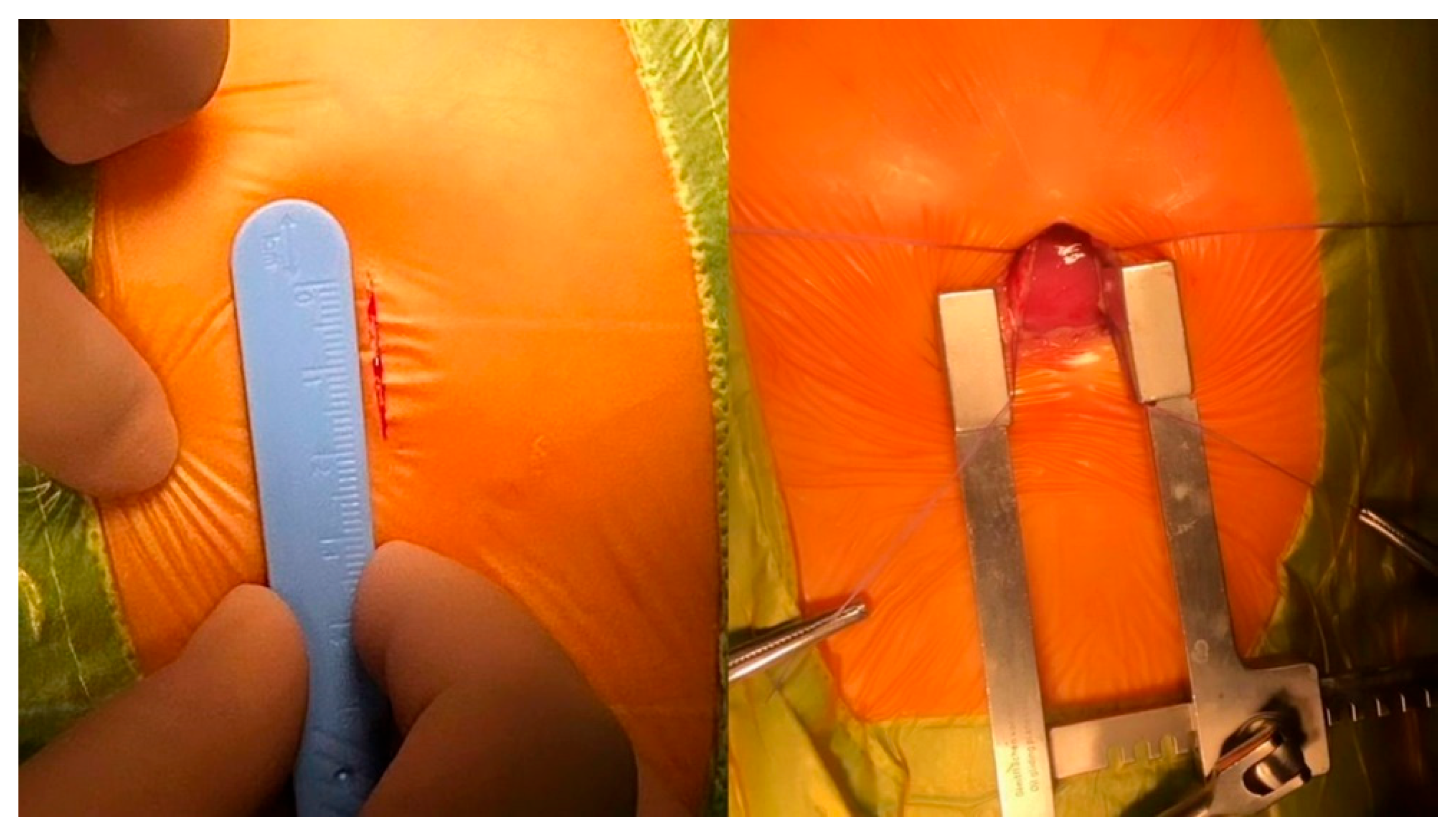 Preprints 169218 g002