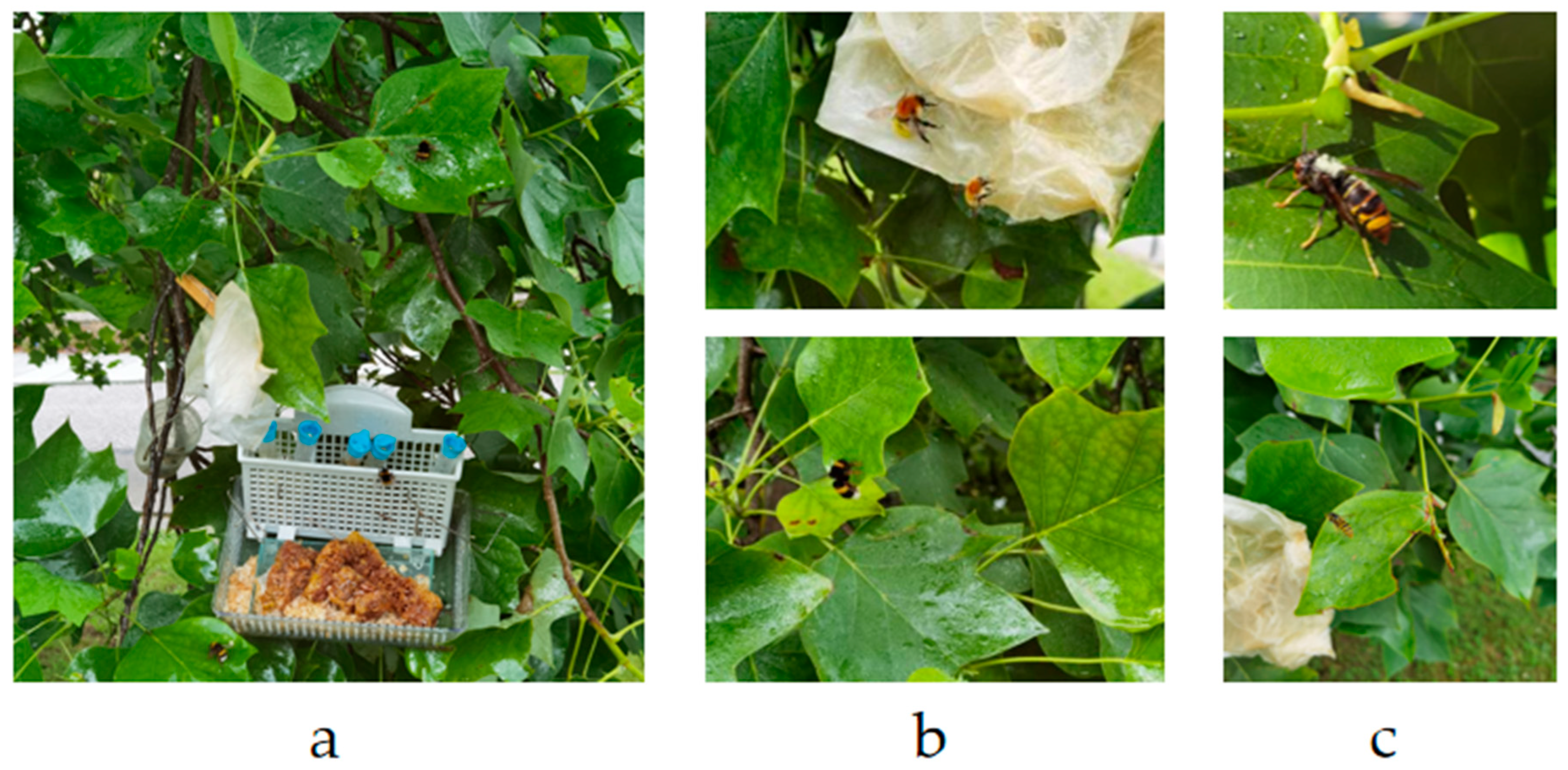 Preprints 158096 g007