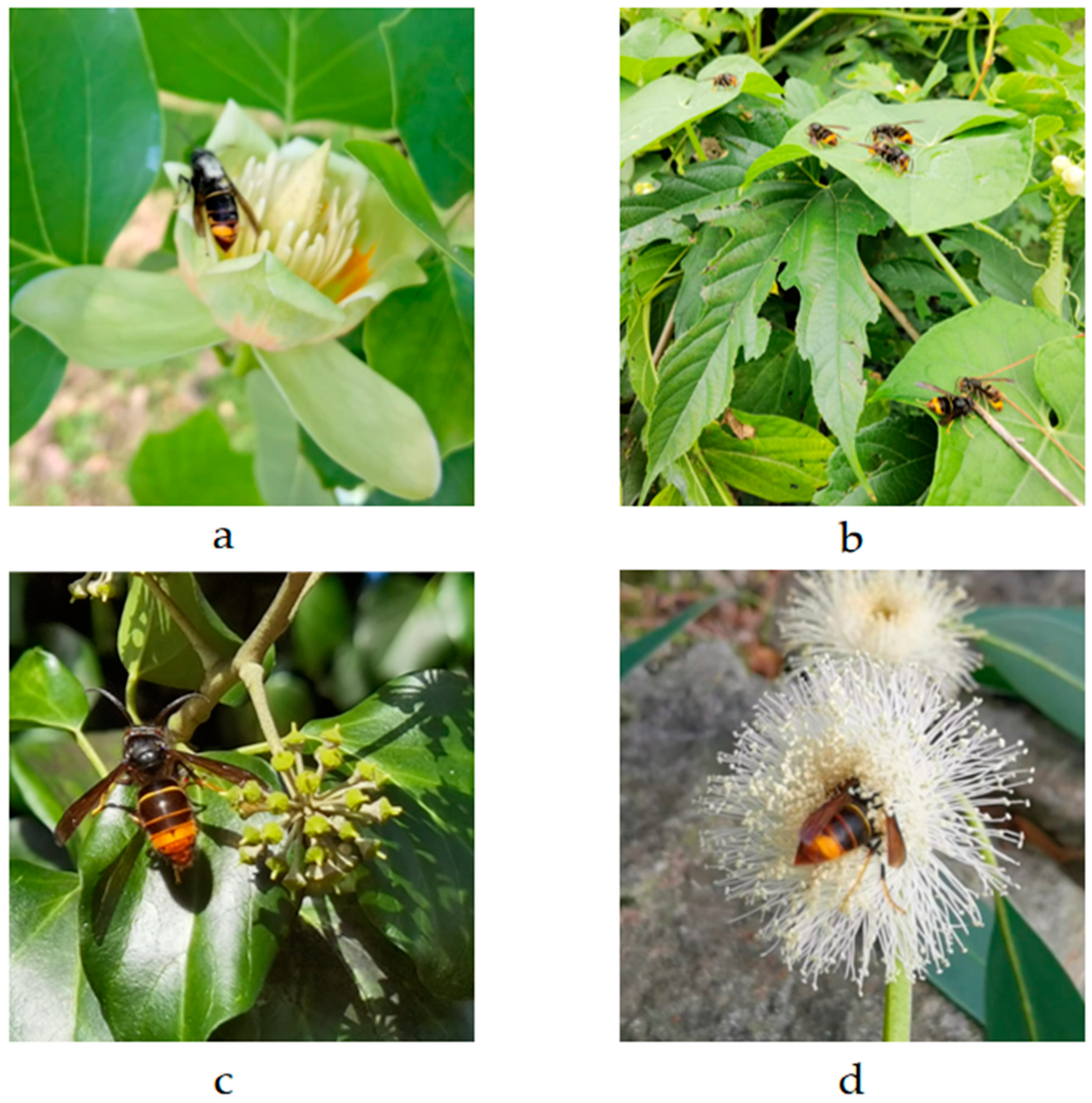 Preprints 158096 g008