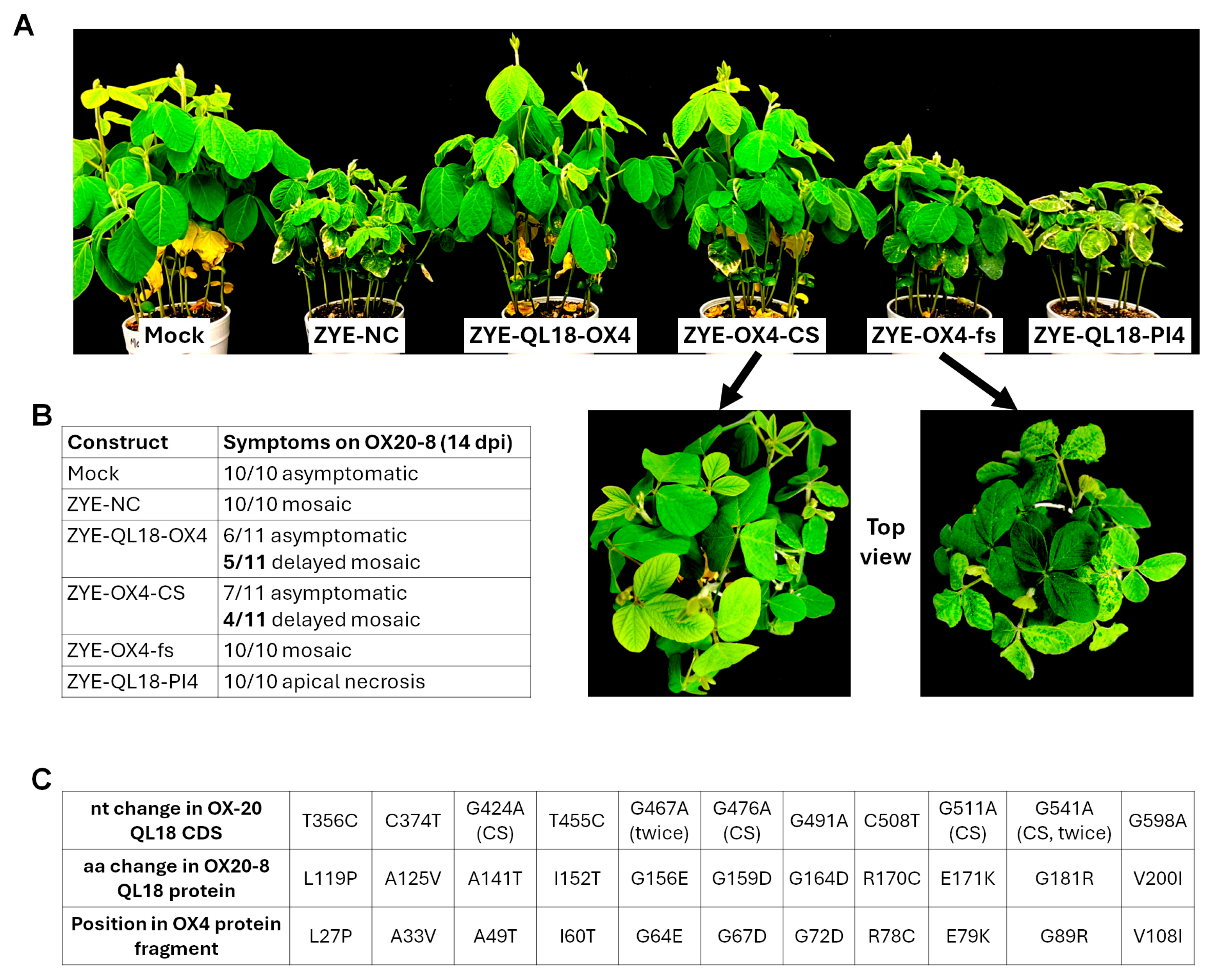 Preprints 203042 g004
