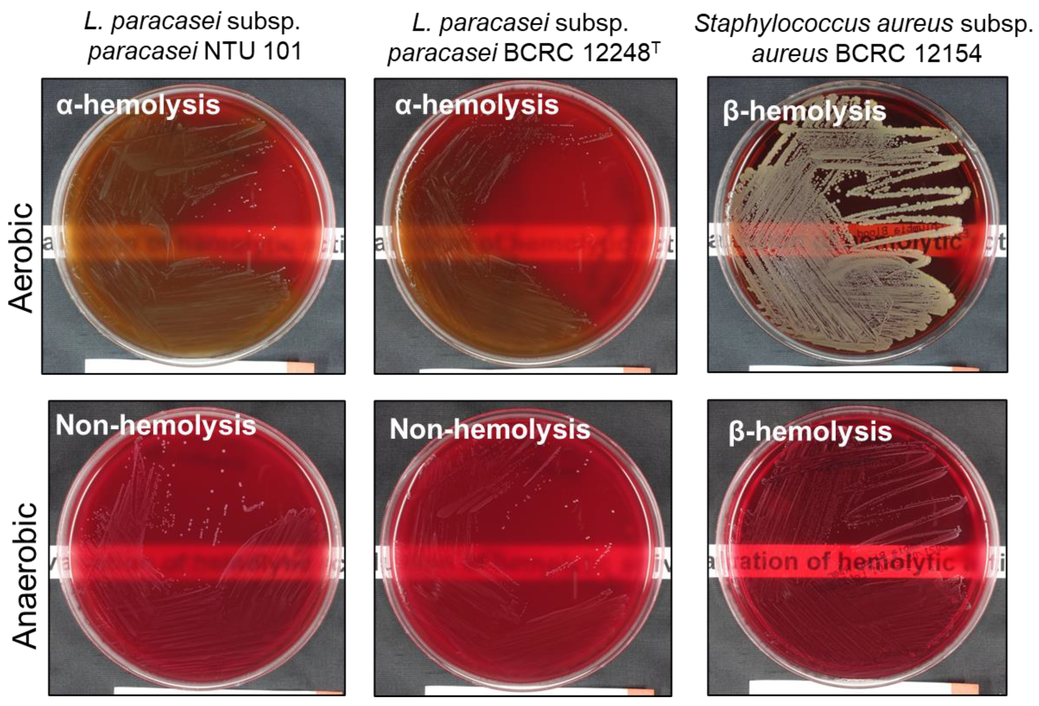 Preprints 119570 g001