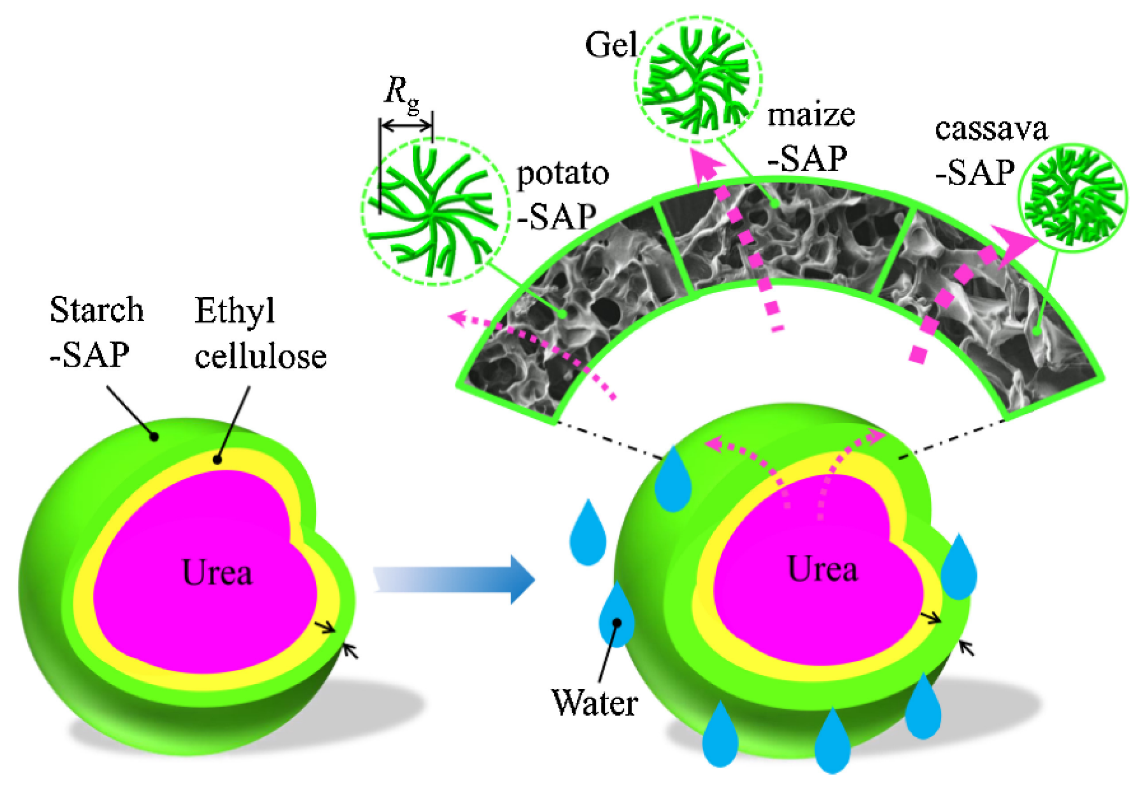 Preprints 118276 g005