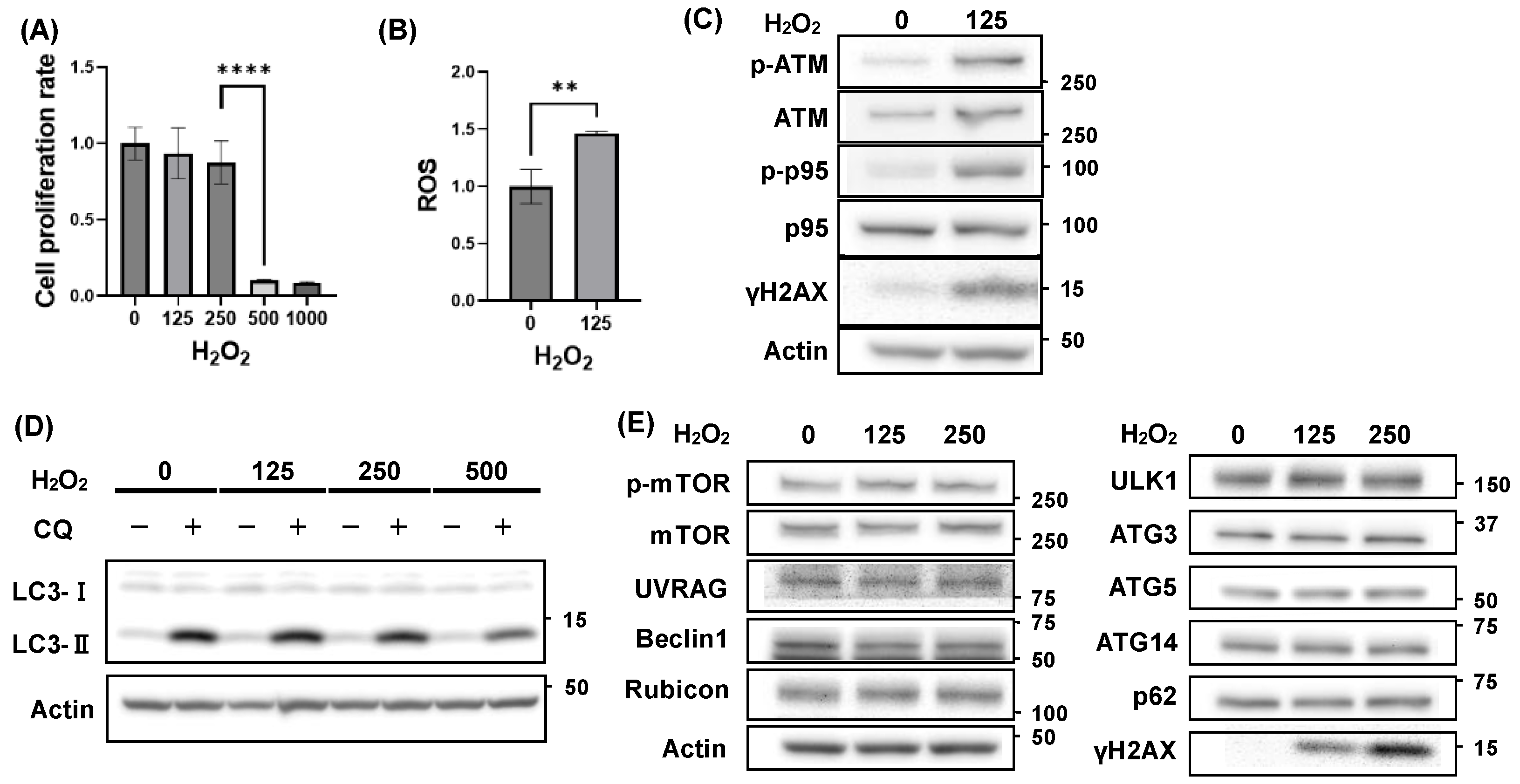Preprints 148805 g001