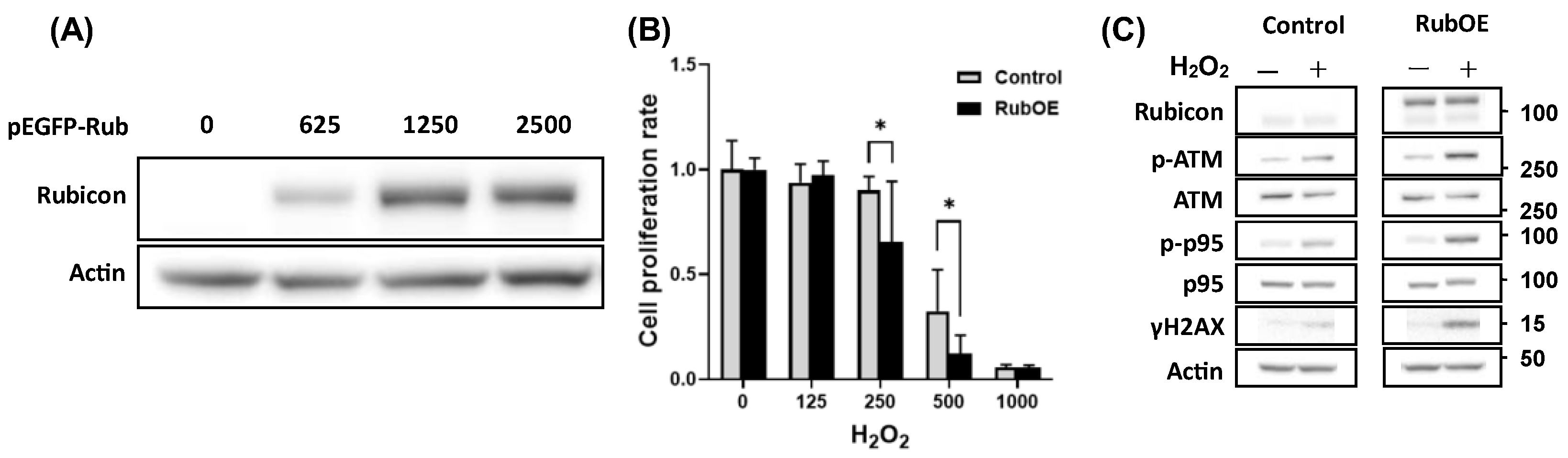 Preprints 148805 g006