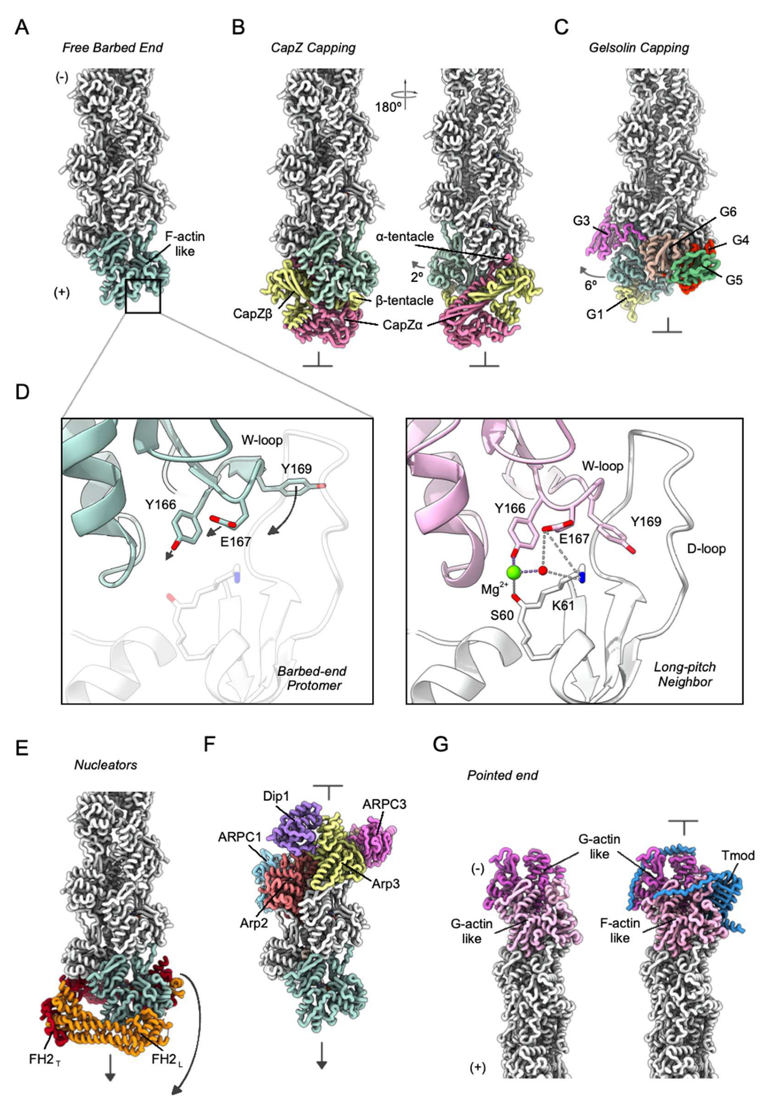 Structure And Dynamic States of Actin Filaments[v1] | Preprints.org