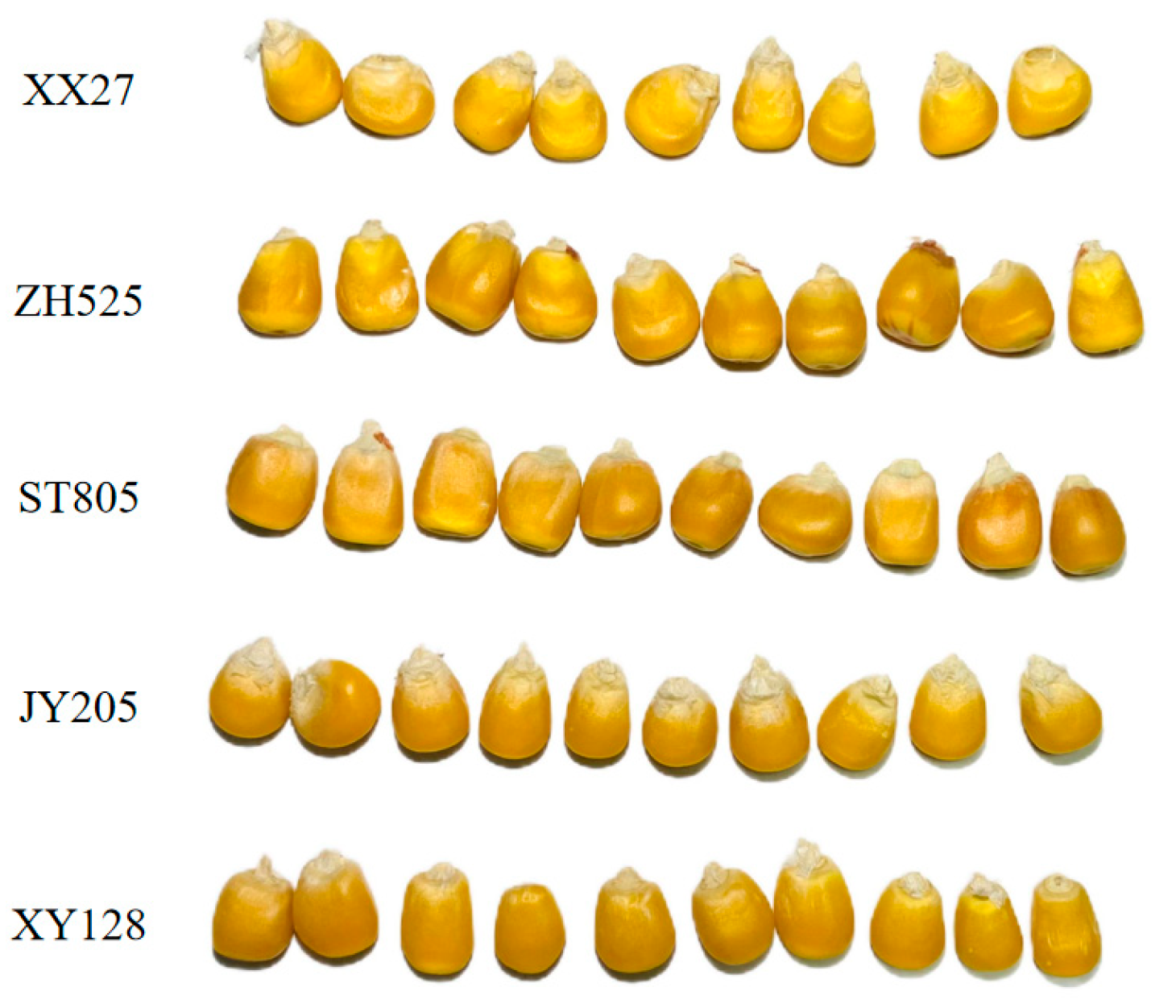 Preprints 97387 g001
