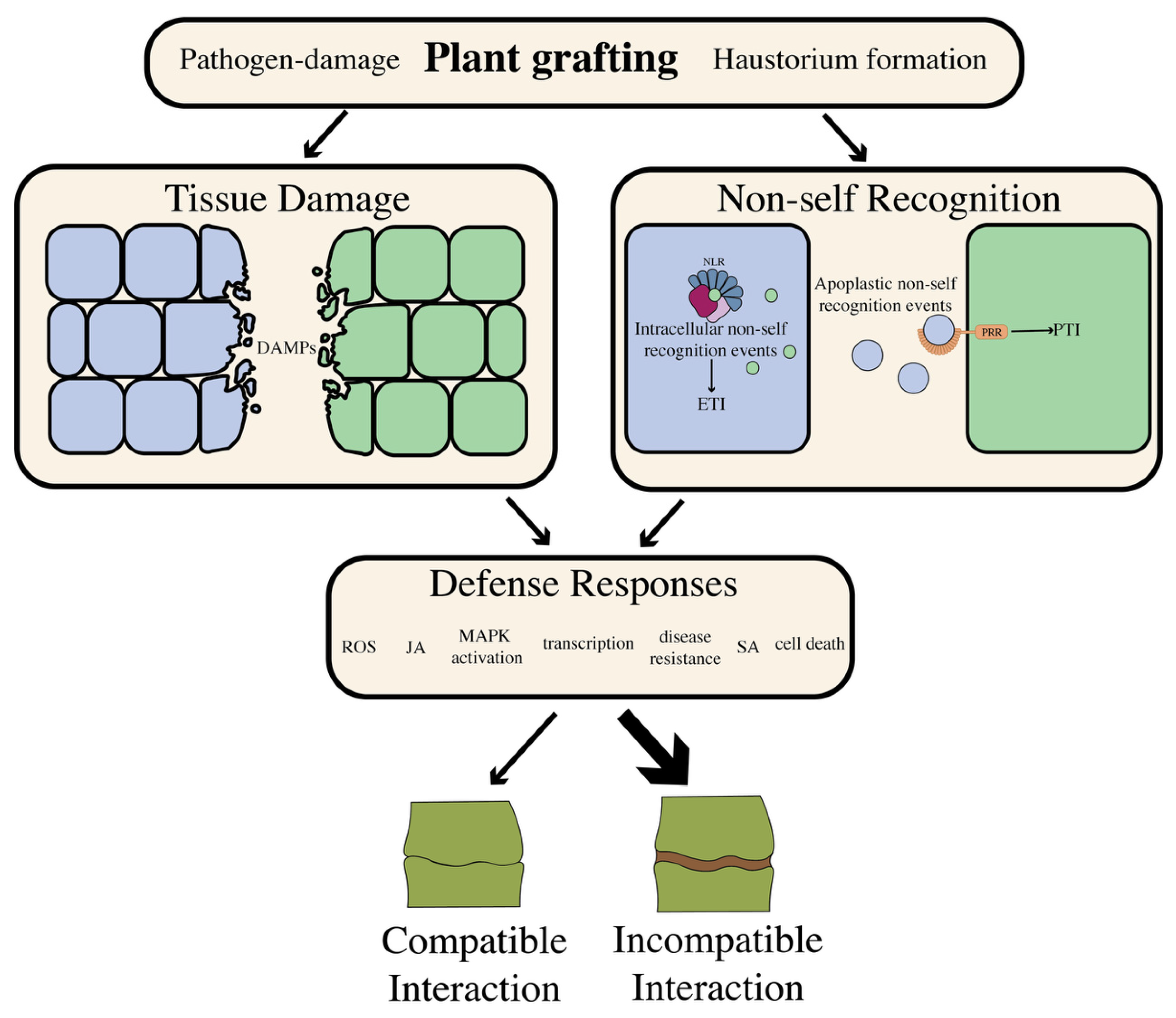 Preprints 229227 g003