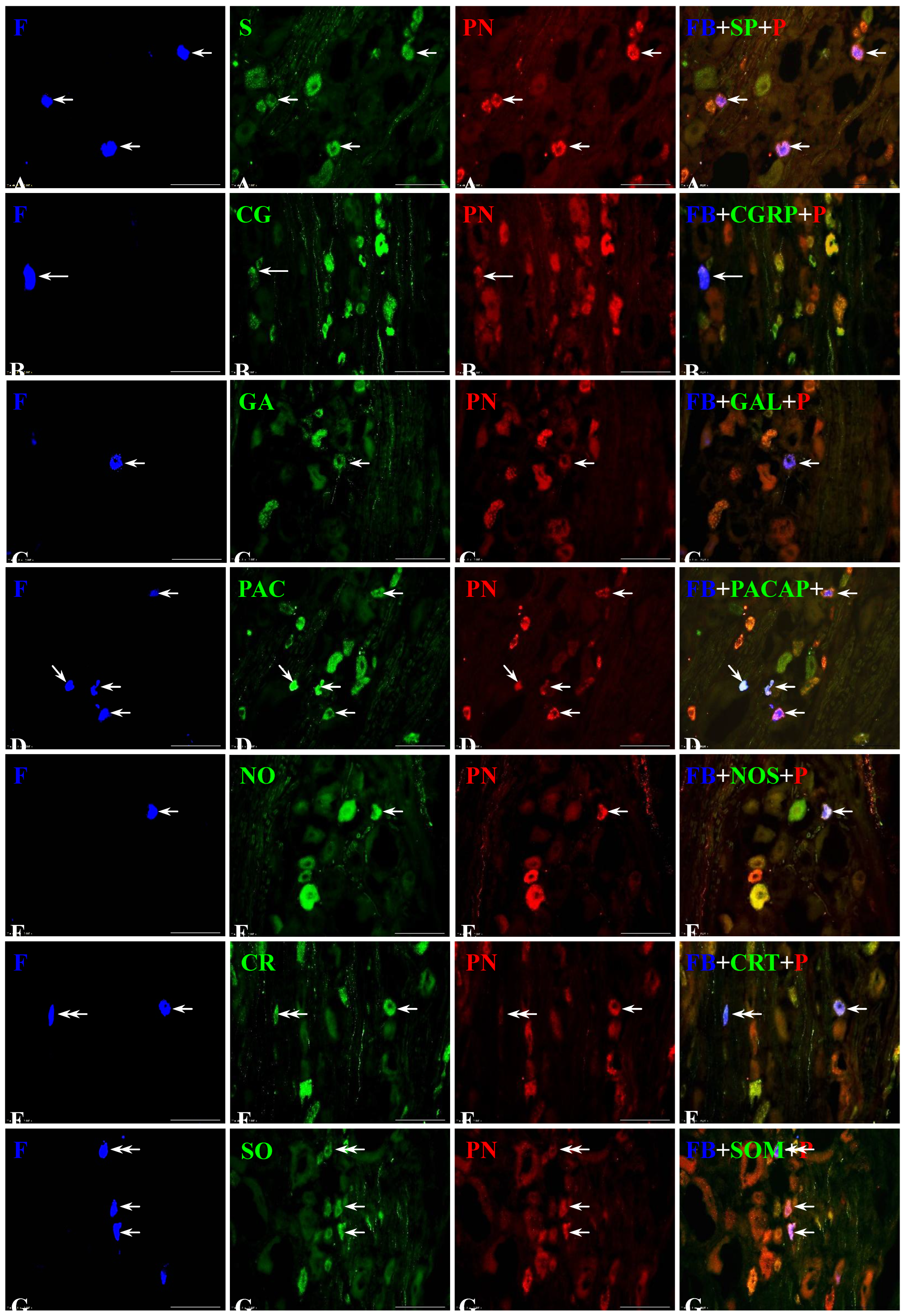 Preprints 151252 g003