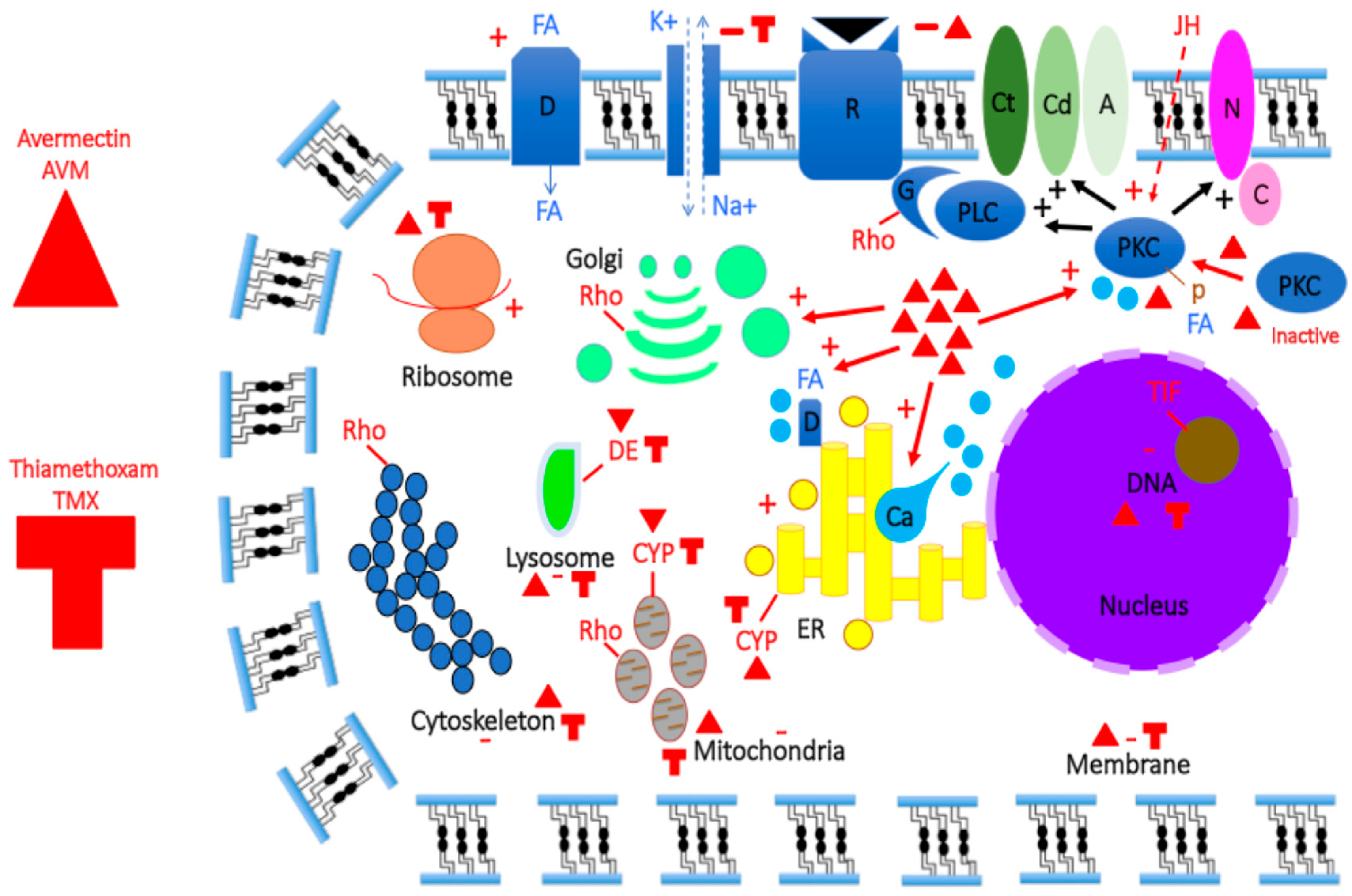 Renaming the 'OS-D/CSP' Family (Part-2): '4-Cysteine Soluble