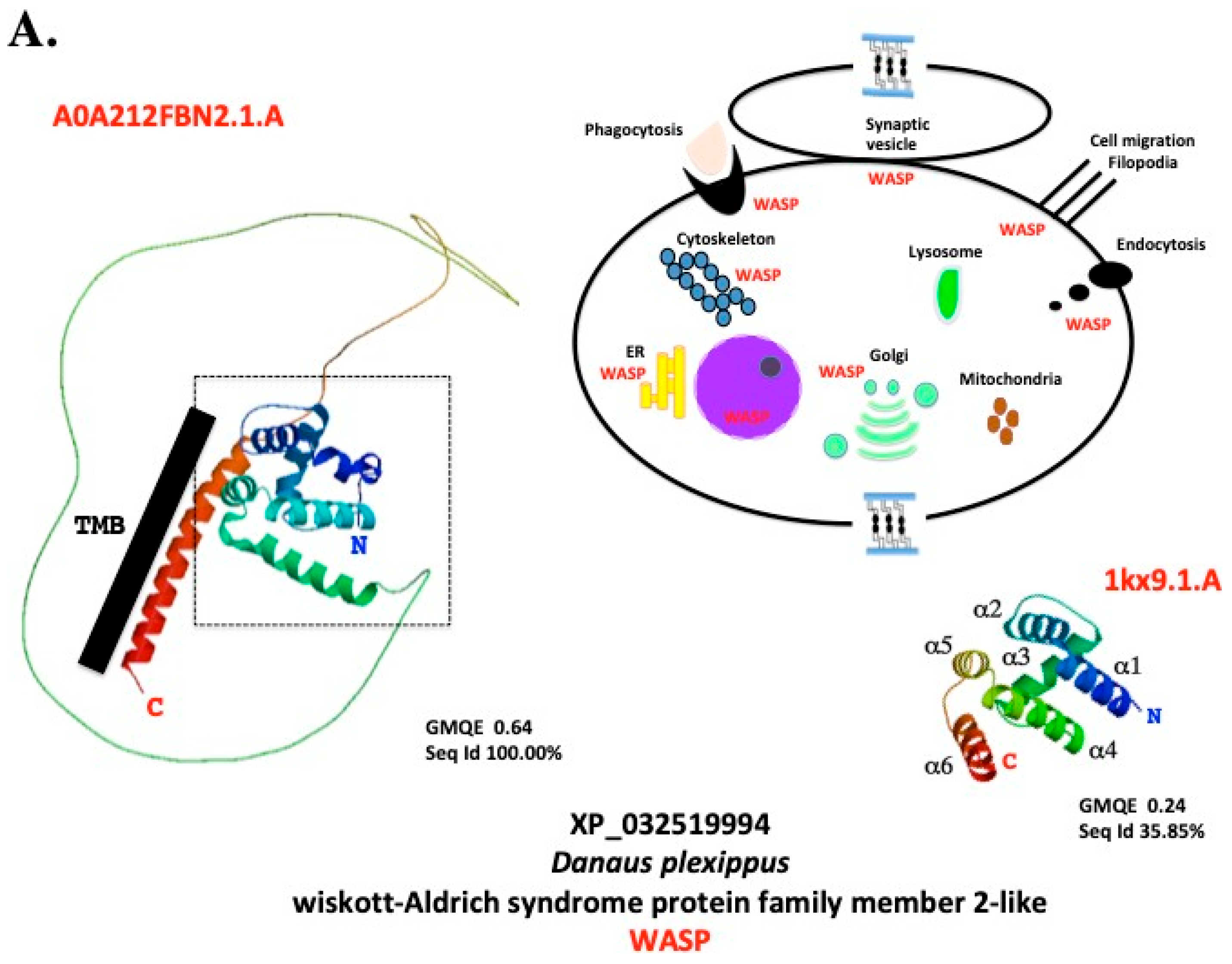 Renaming the 'OS-D/CSP' Family (Part-2): '4-Cysteine Soluble