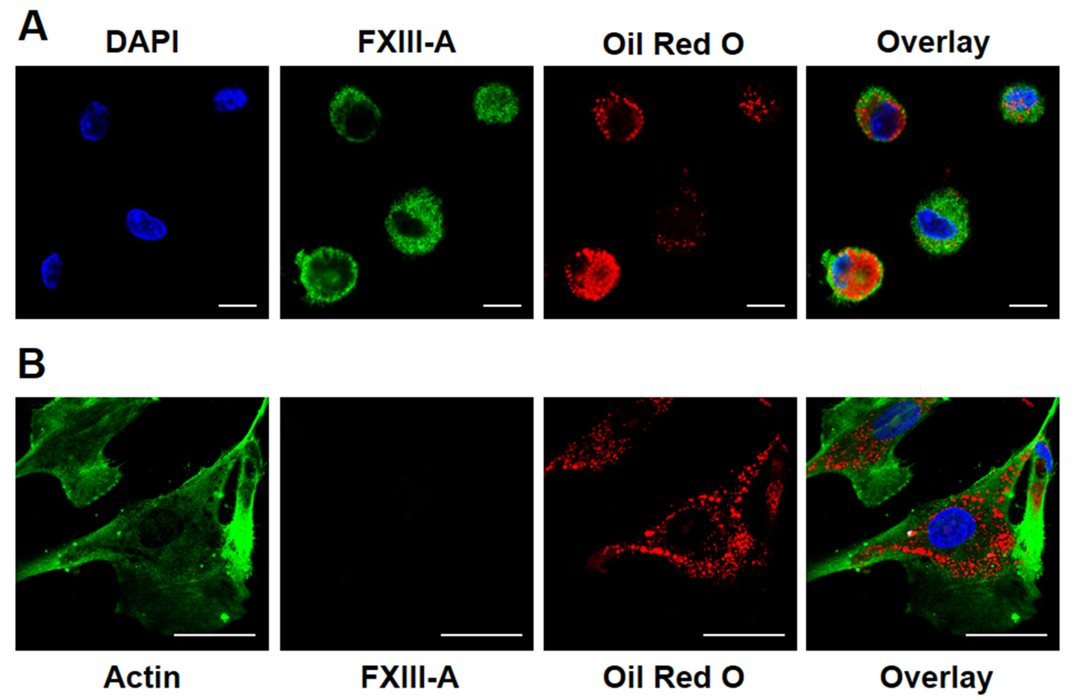 Preprints 68039 g001