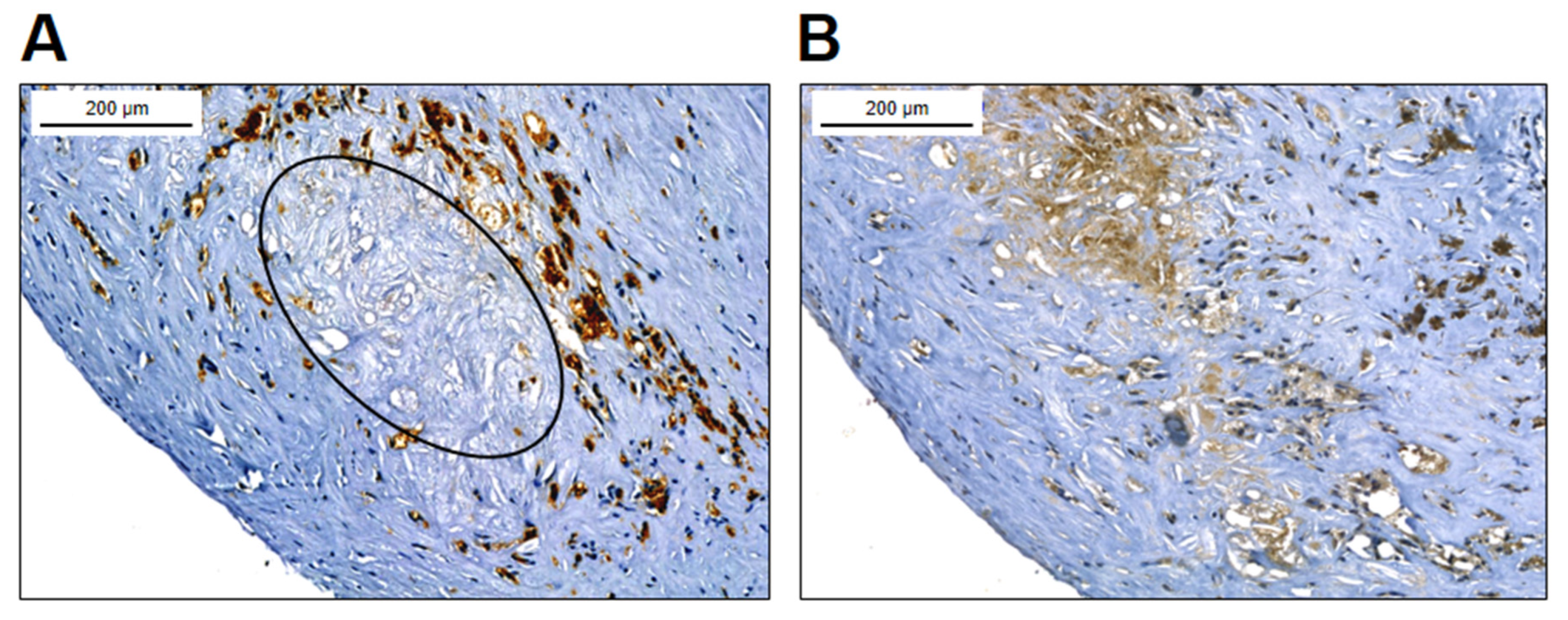 Preprints 68039 g003