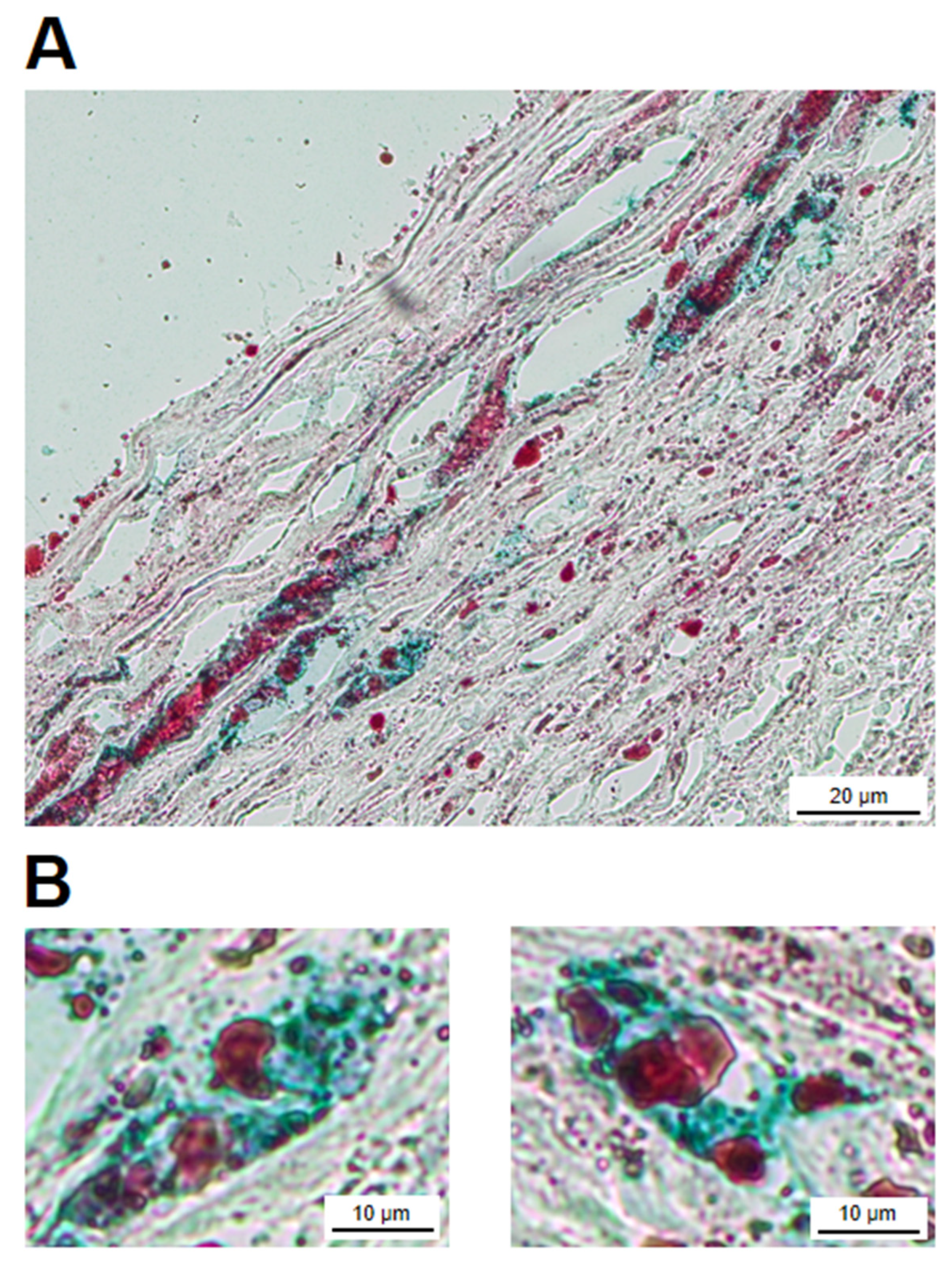 Preprints 68039 g005
