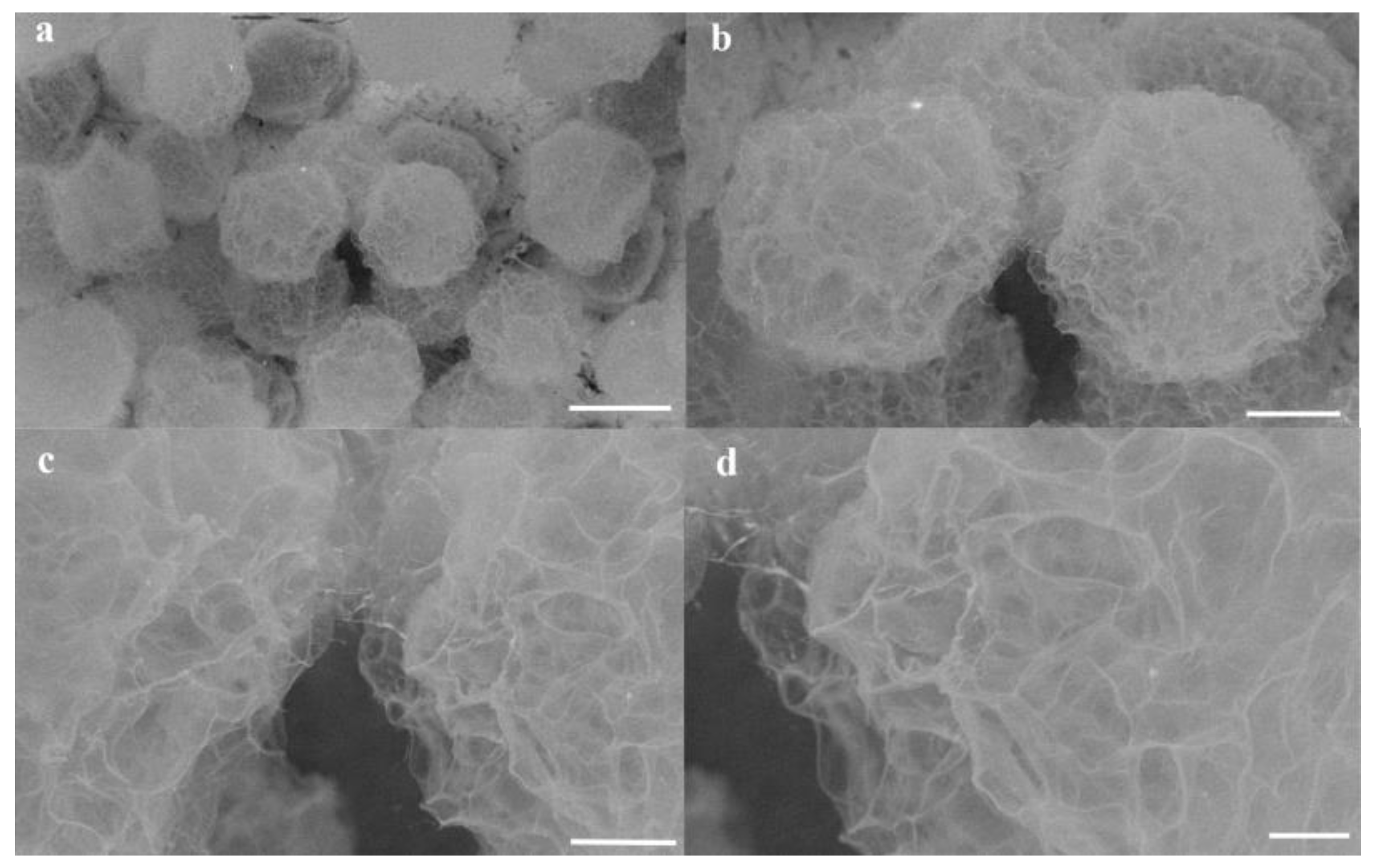 Preprints 161508 g005