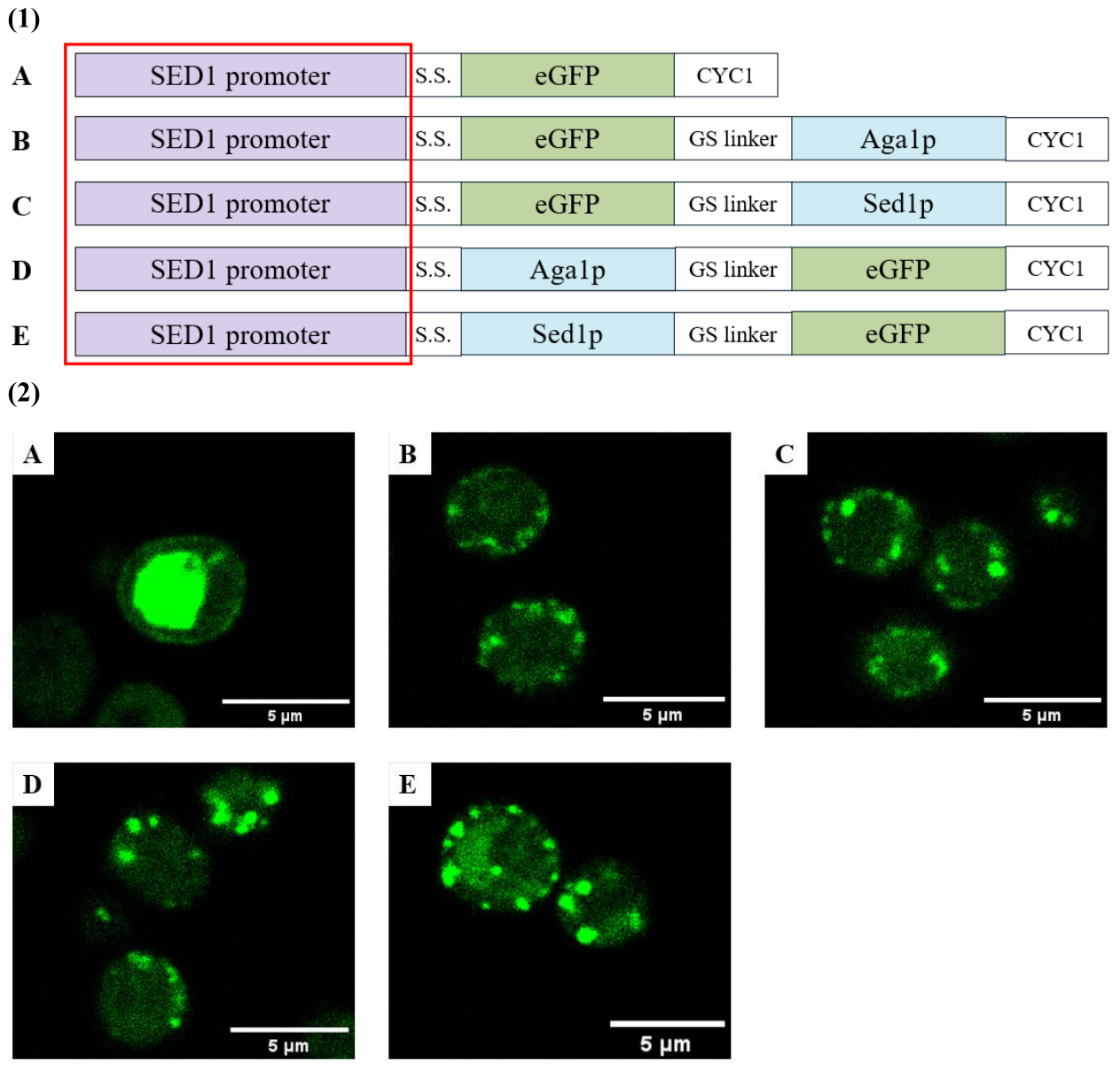 Preprints 222124 g001 Preprints 222124 g001