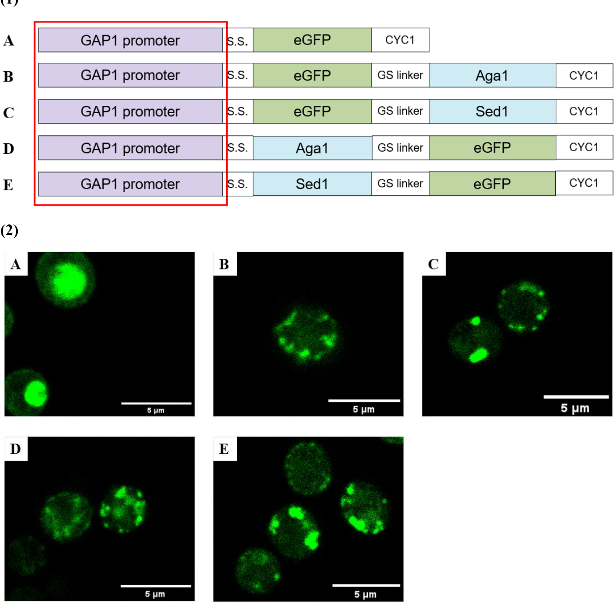 Preprints 222124 g003 Preprints 222124 g003