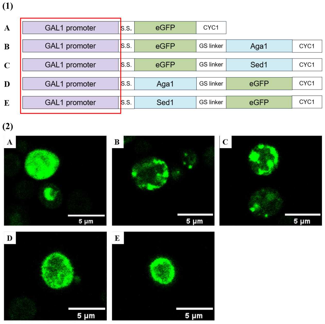 Preprints 222124 g005 Preprints 222124 g005