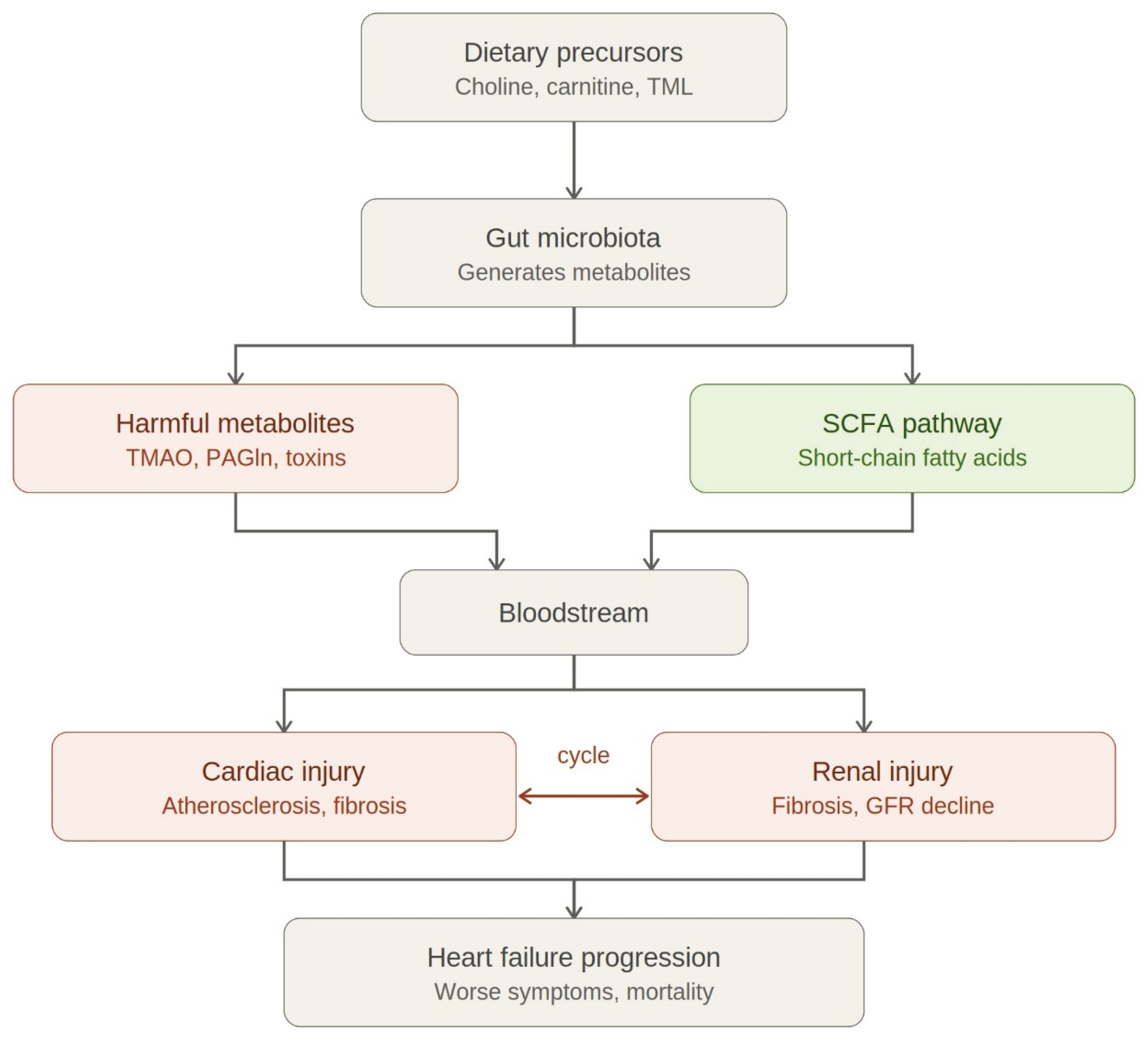 acetyl l carnitine heart disease tmao The Gut-Heart-Kidney Axis in Failure: Trimethylamine N-Oxide and Beyond, A State-of-the-Art Review[v1] Buy BPC-157 5mg in Size:300 Grams (0.66 Lbs) - 50 Servings FR