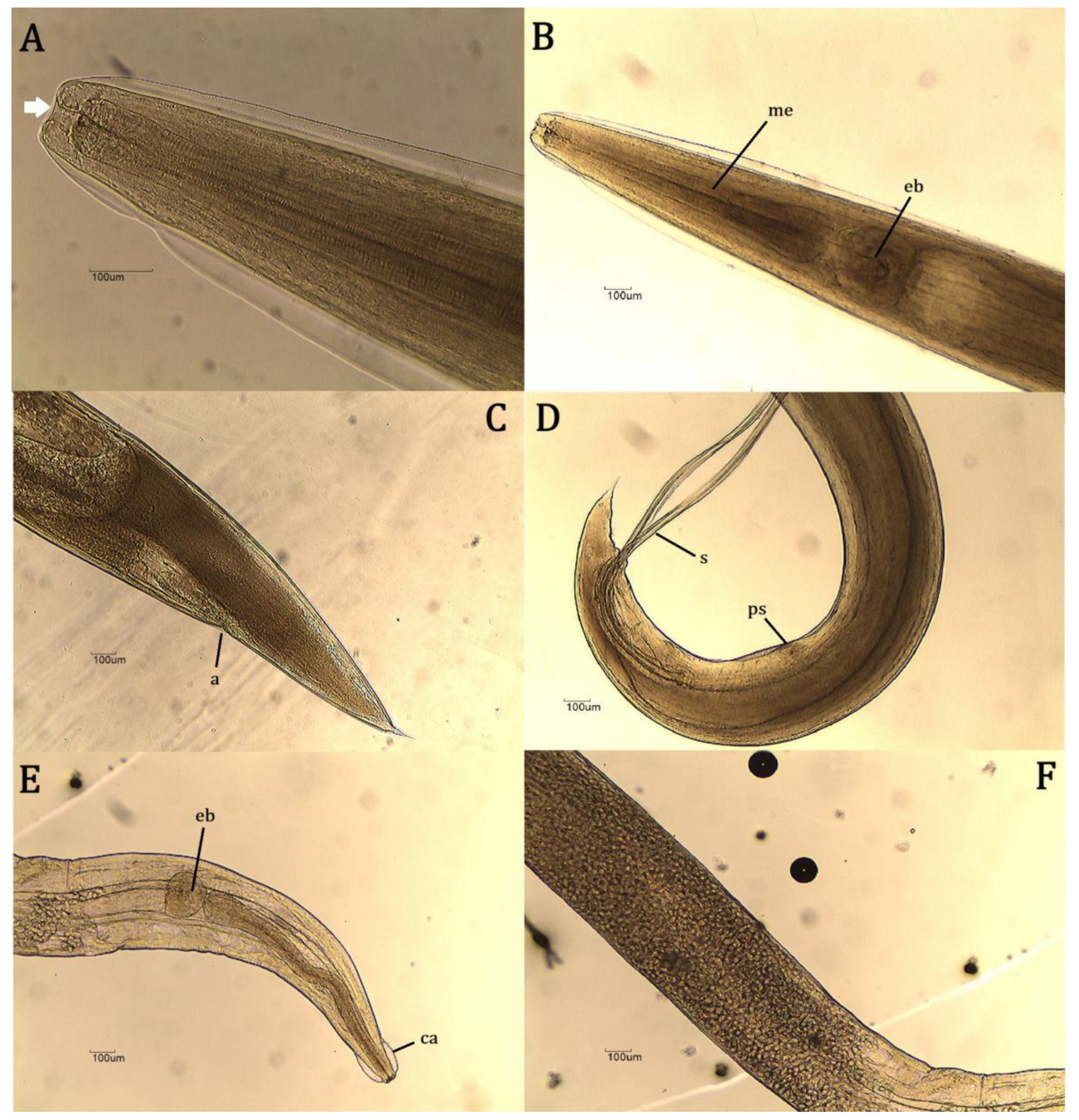Preprints 162523 g002