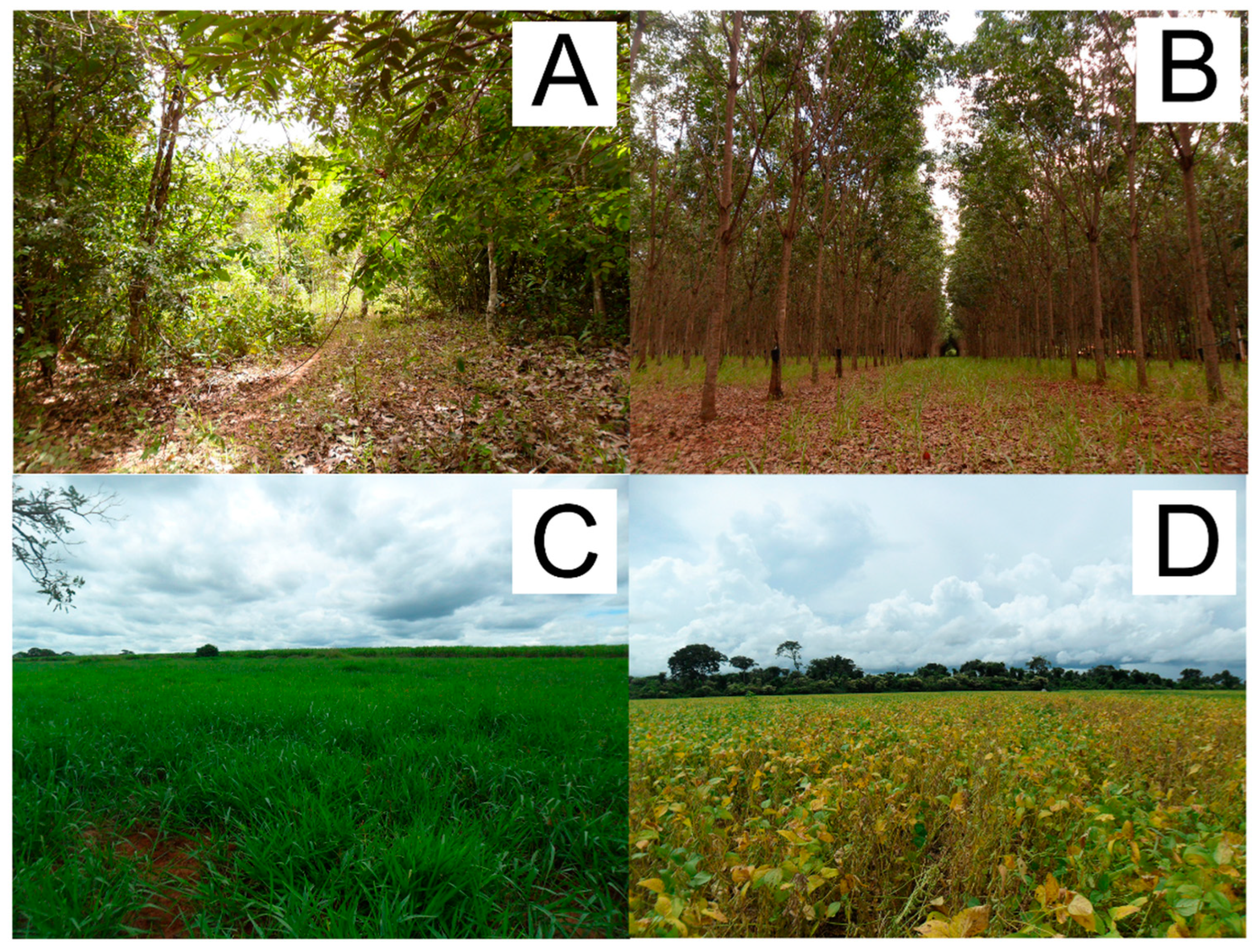 Preprints 148961 g001