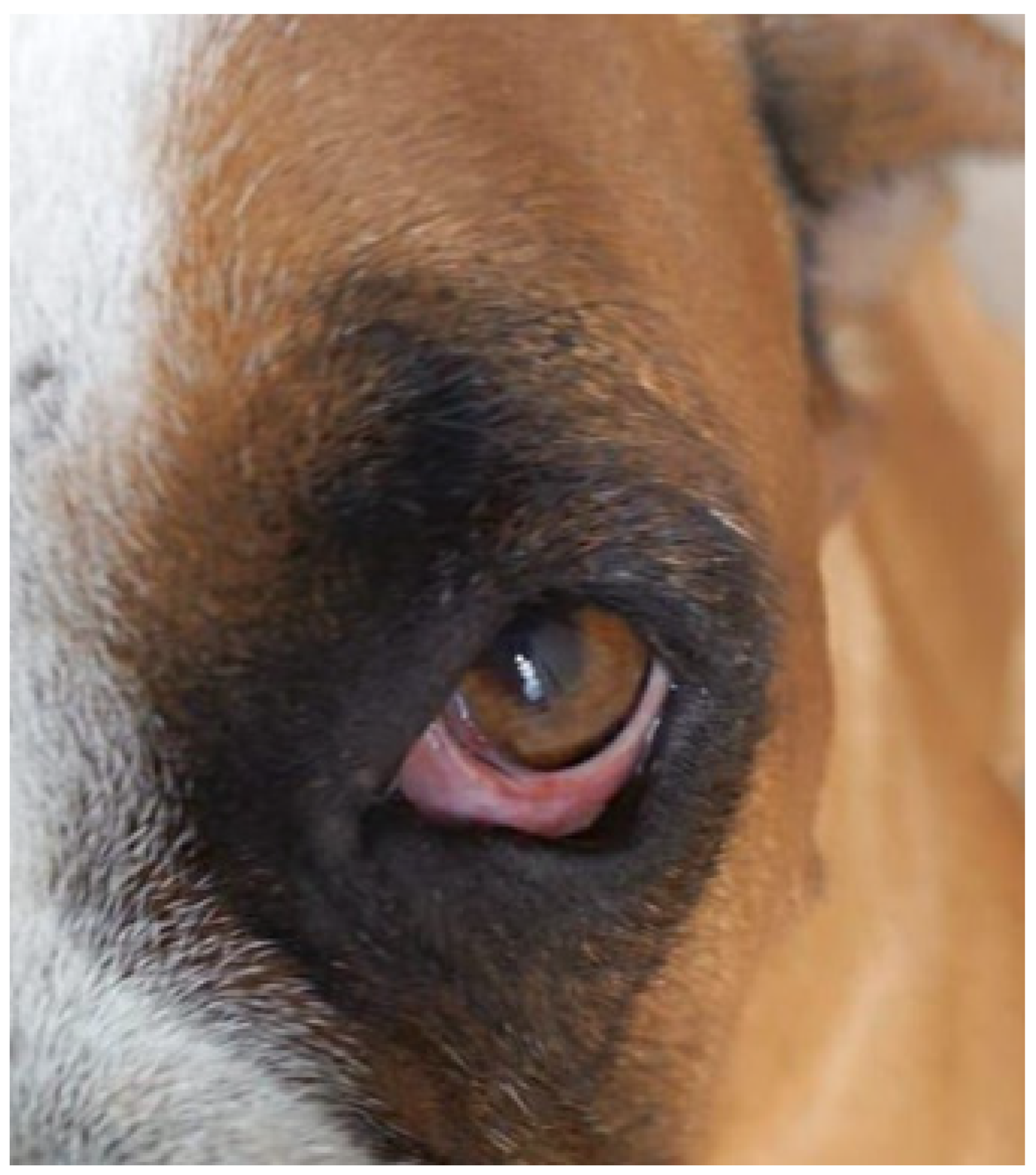 Preprints 106859 g001