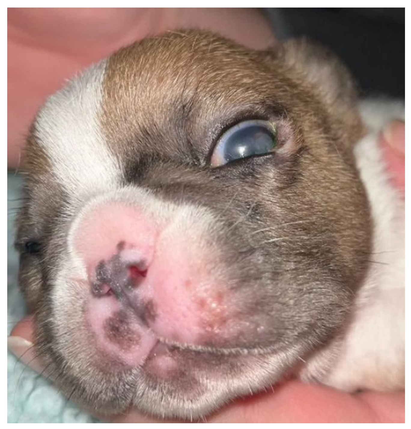 Preprints 106859 g002