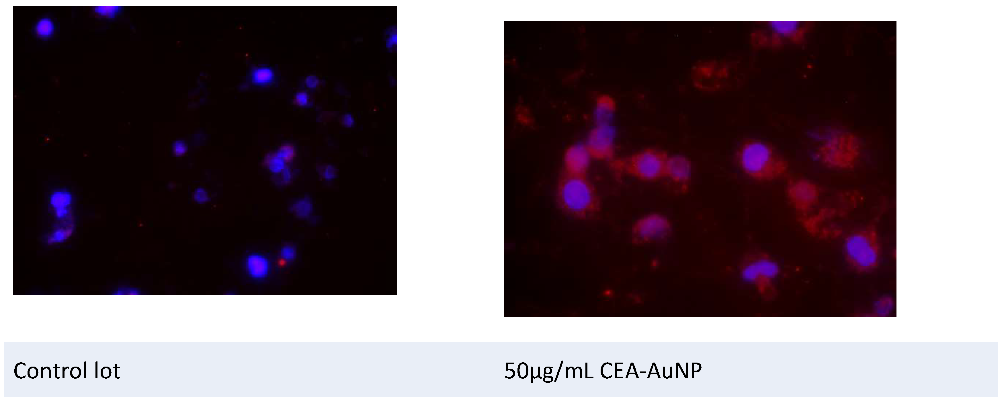 Preprints 159058 g006