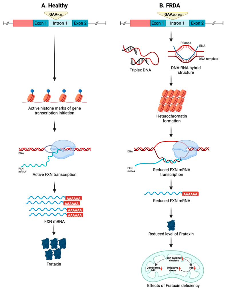 Preprints 208481 g001