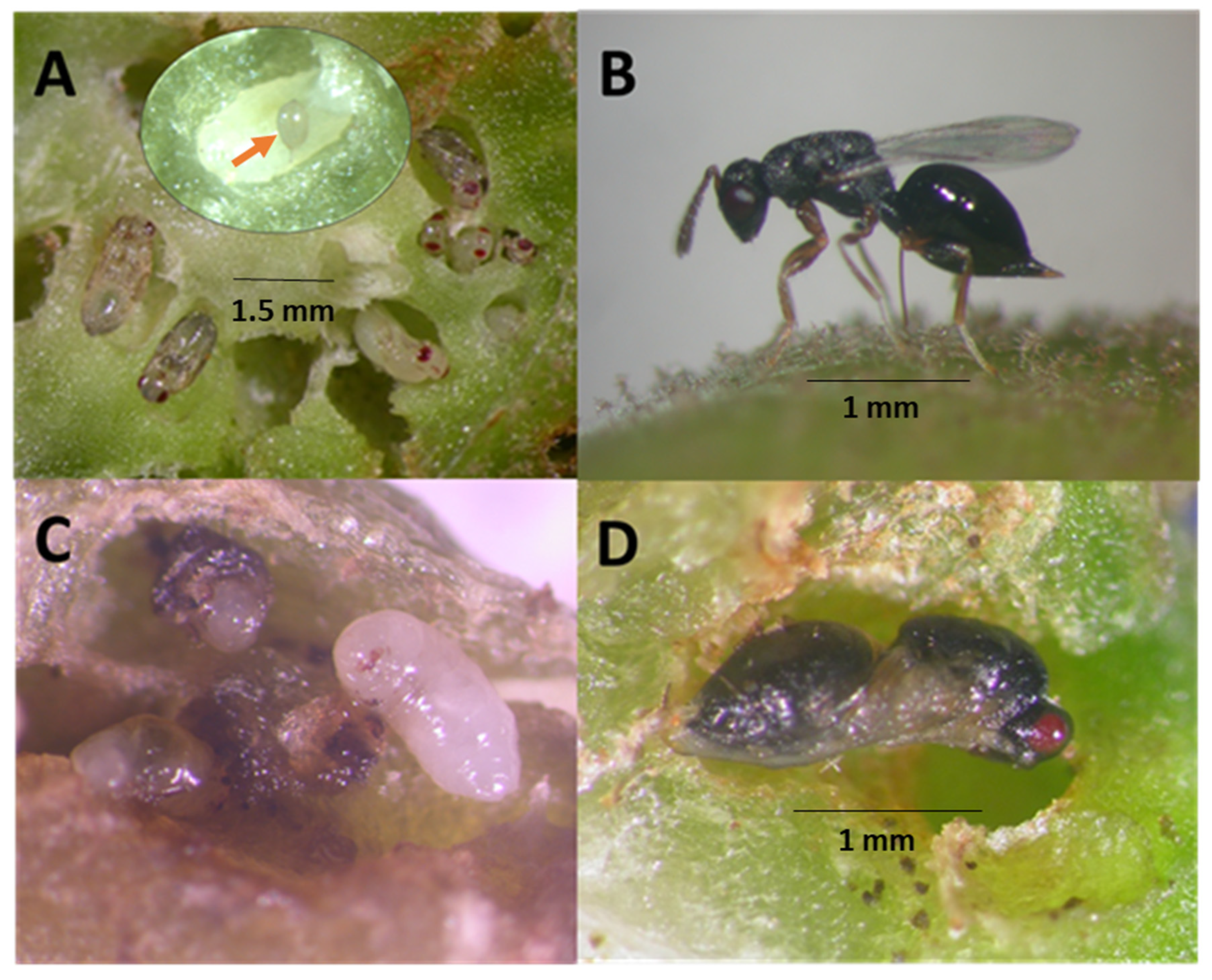 Preprints 89561 g002