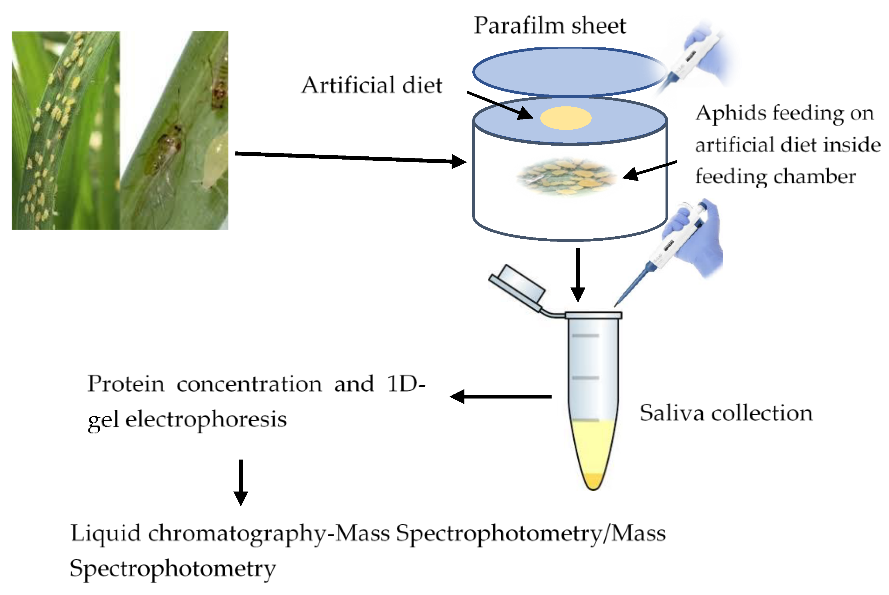 Preprints 116118 g001