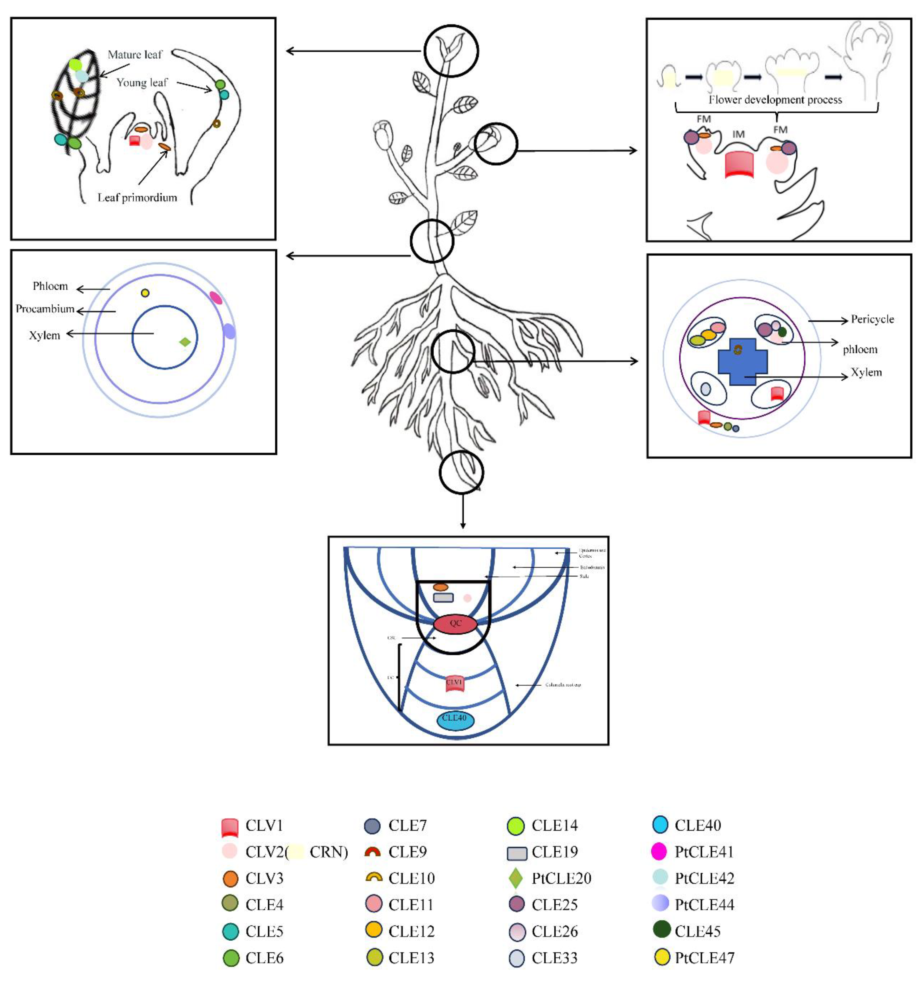 Preprints 153103 g003