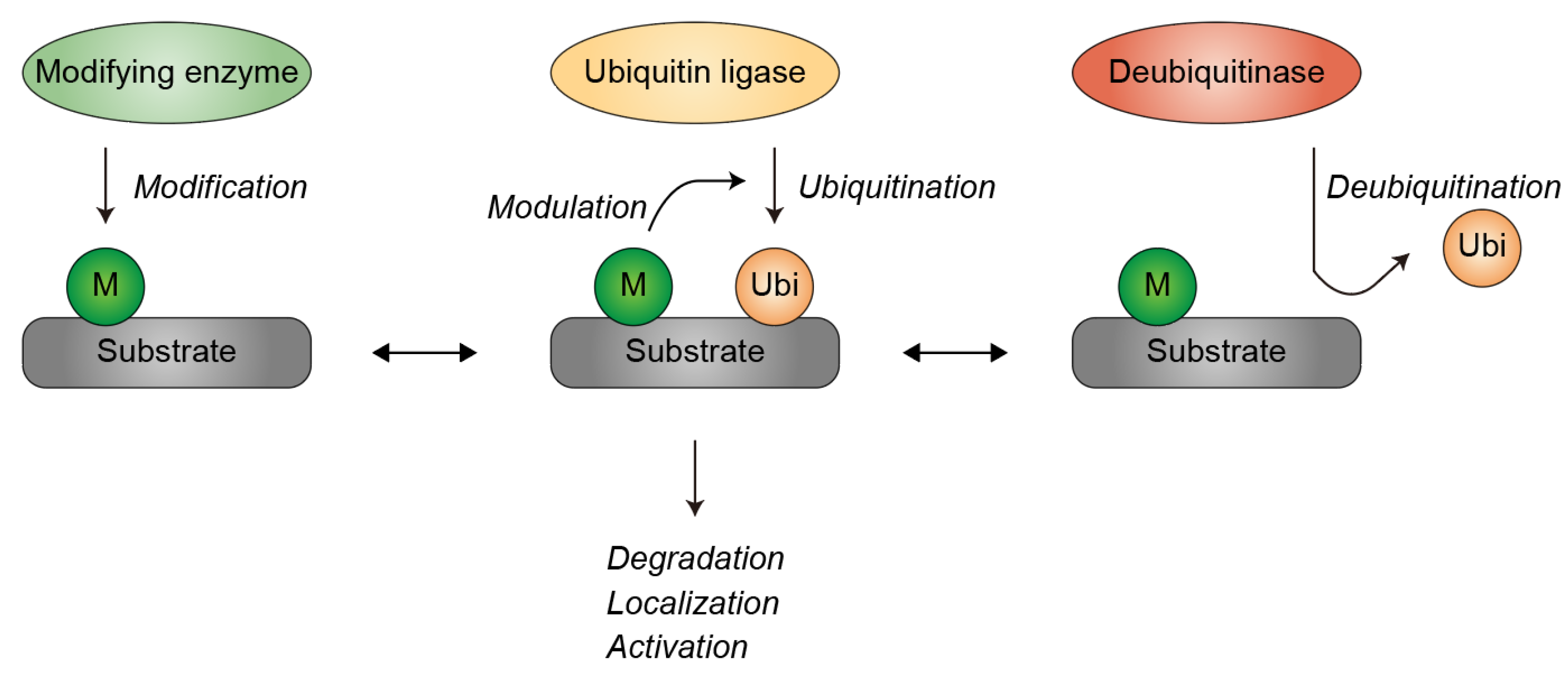 Preprints 203356 g001