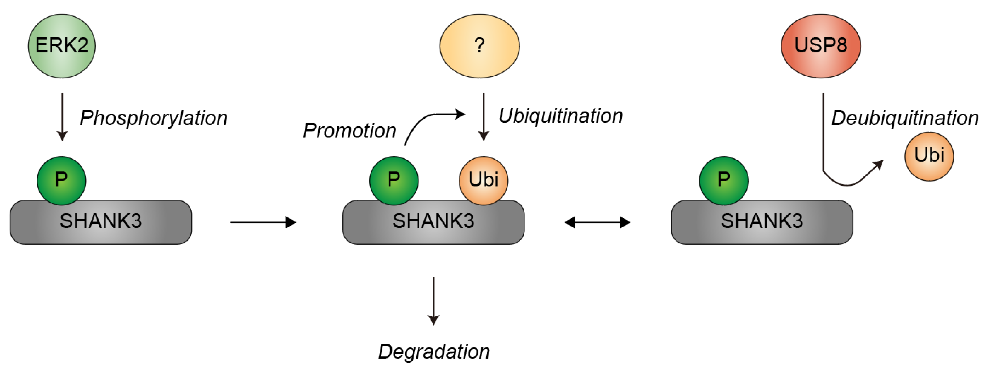 Preprints 203356 g004