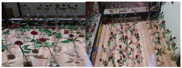 Preprints 116168 i001