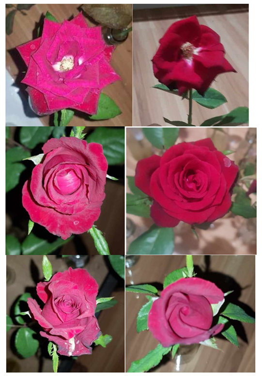 Preprints 116168 i008