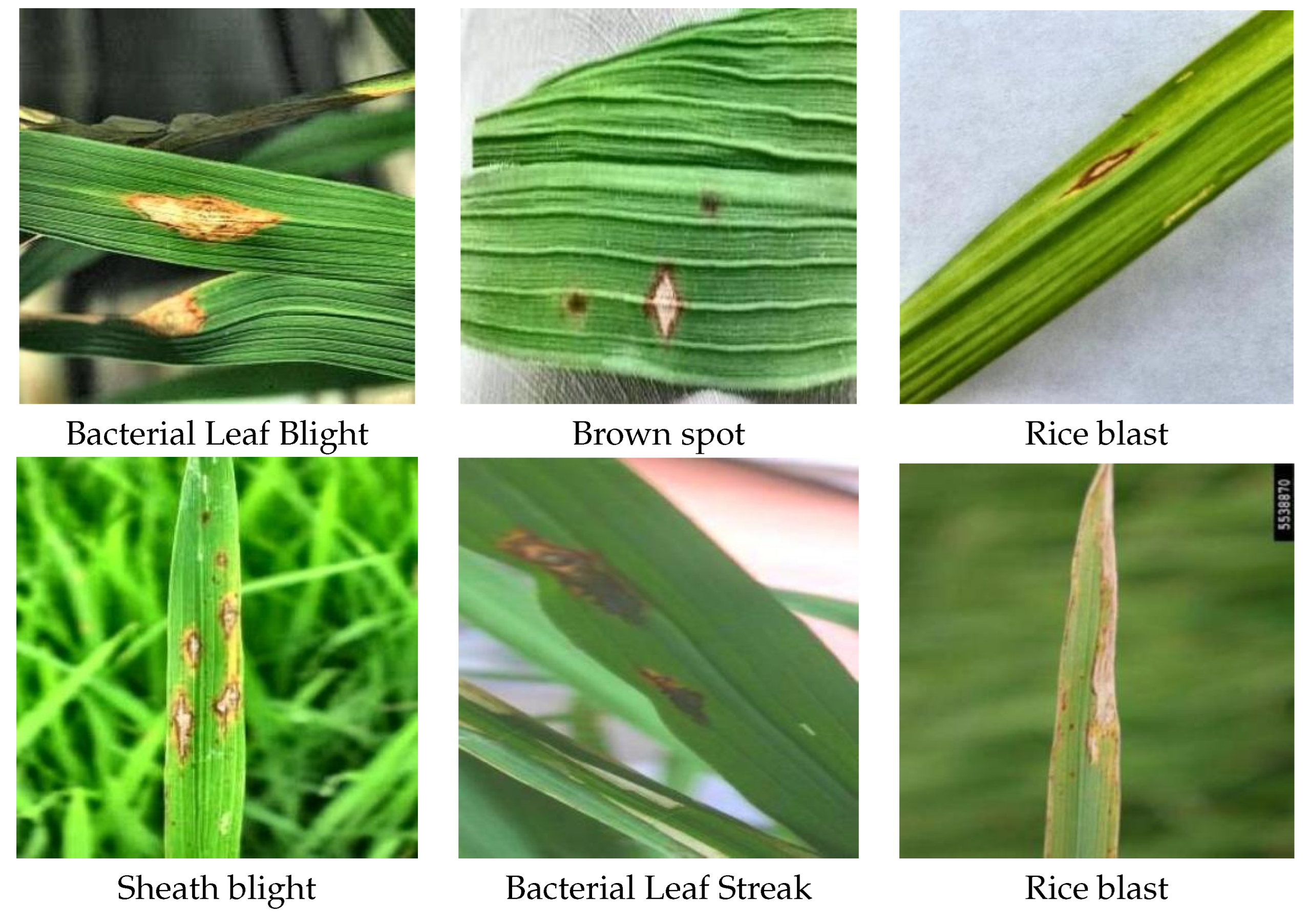 Preprints 166954 g001